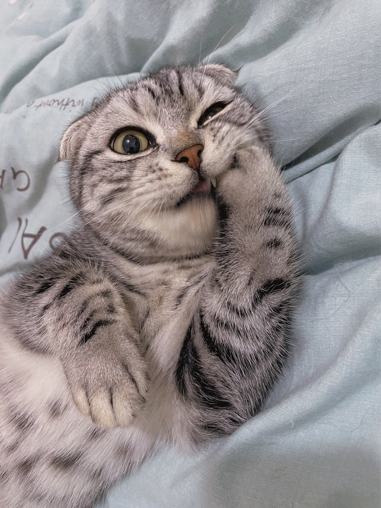 美短虎斑#折耳猫#猫咪的可爱日常 喵语生花🌸慵态横生🐈 眉清目秀