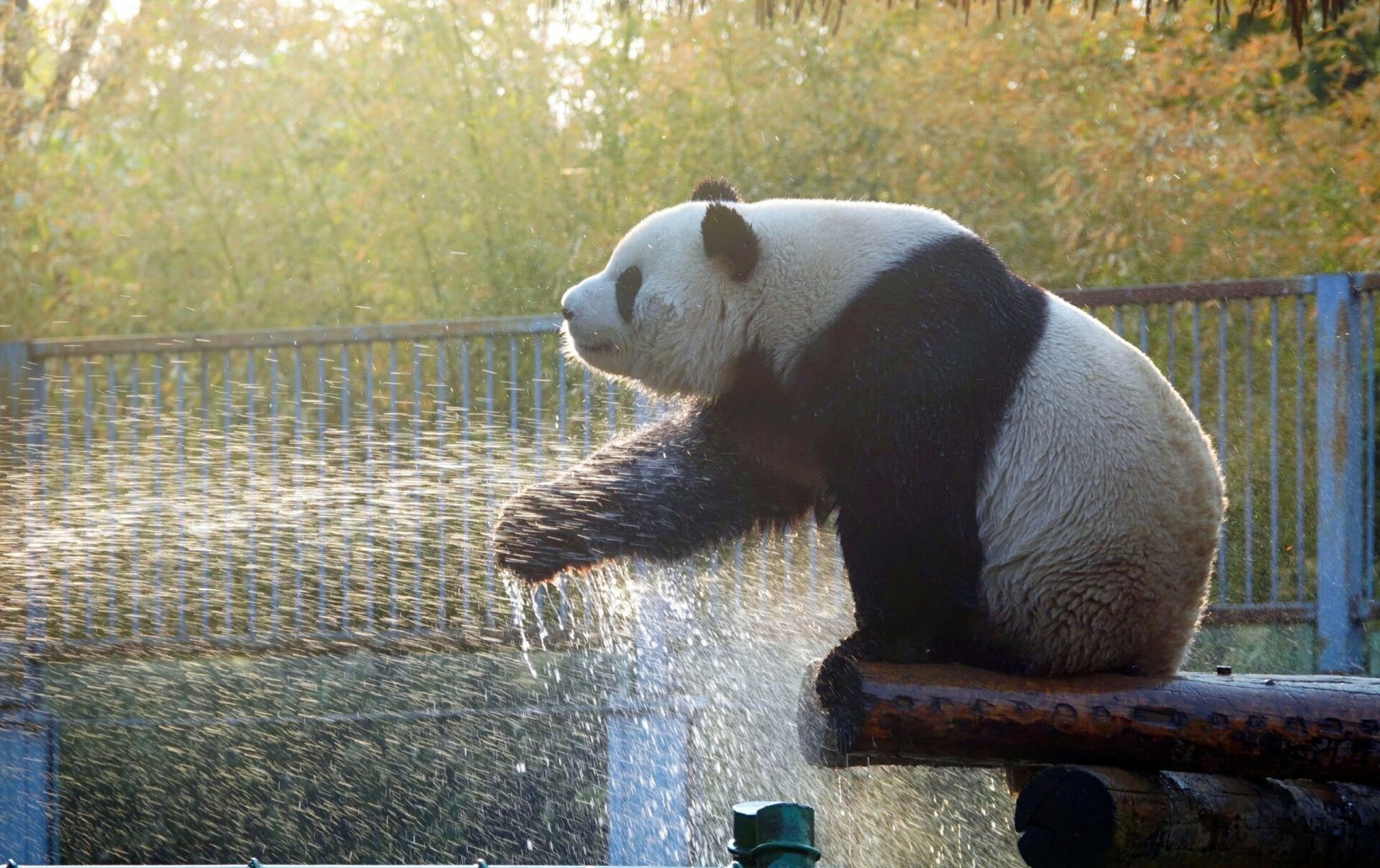 大熊猫萌兰高清壁纸 #萌兰# 在微博发现的