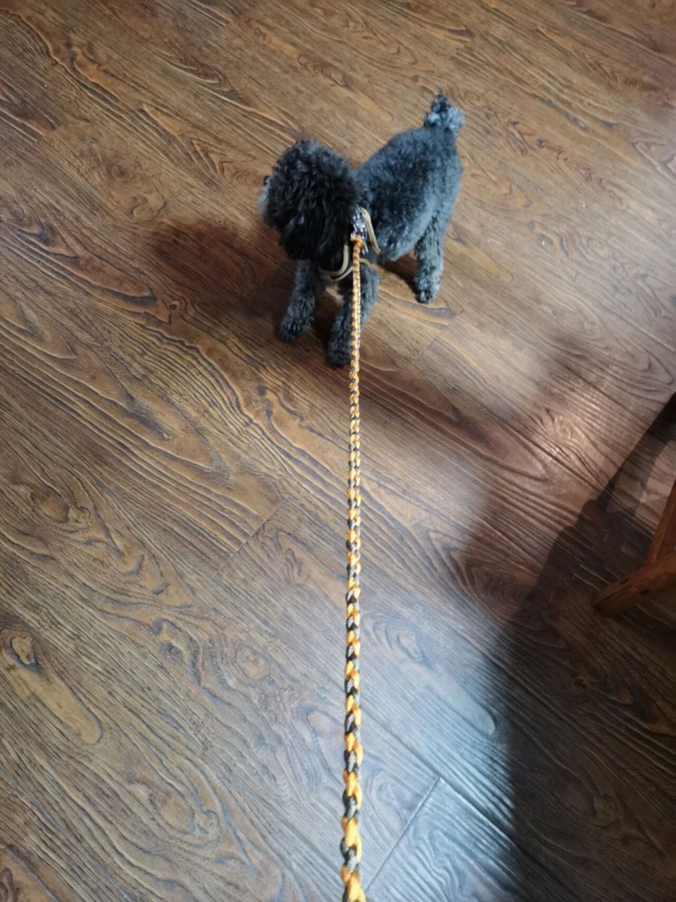 自制狗绳 配套的狗绳找不到了 那我就给它做一个吧