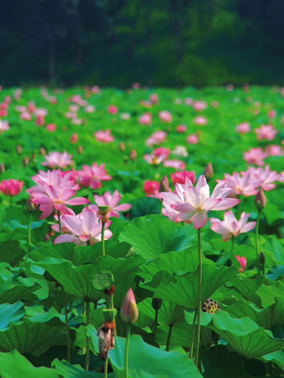 圆明园千亩荷花池～暗香浮动 圆明园,中国清代大型皇家"水景园",占地