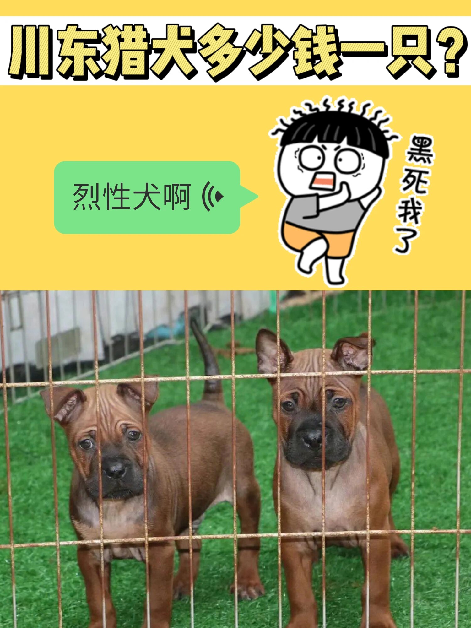 川东猎犬多少钱一只?四川地区是不是很多?