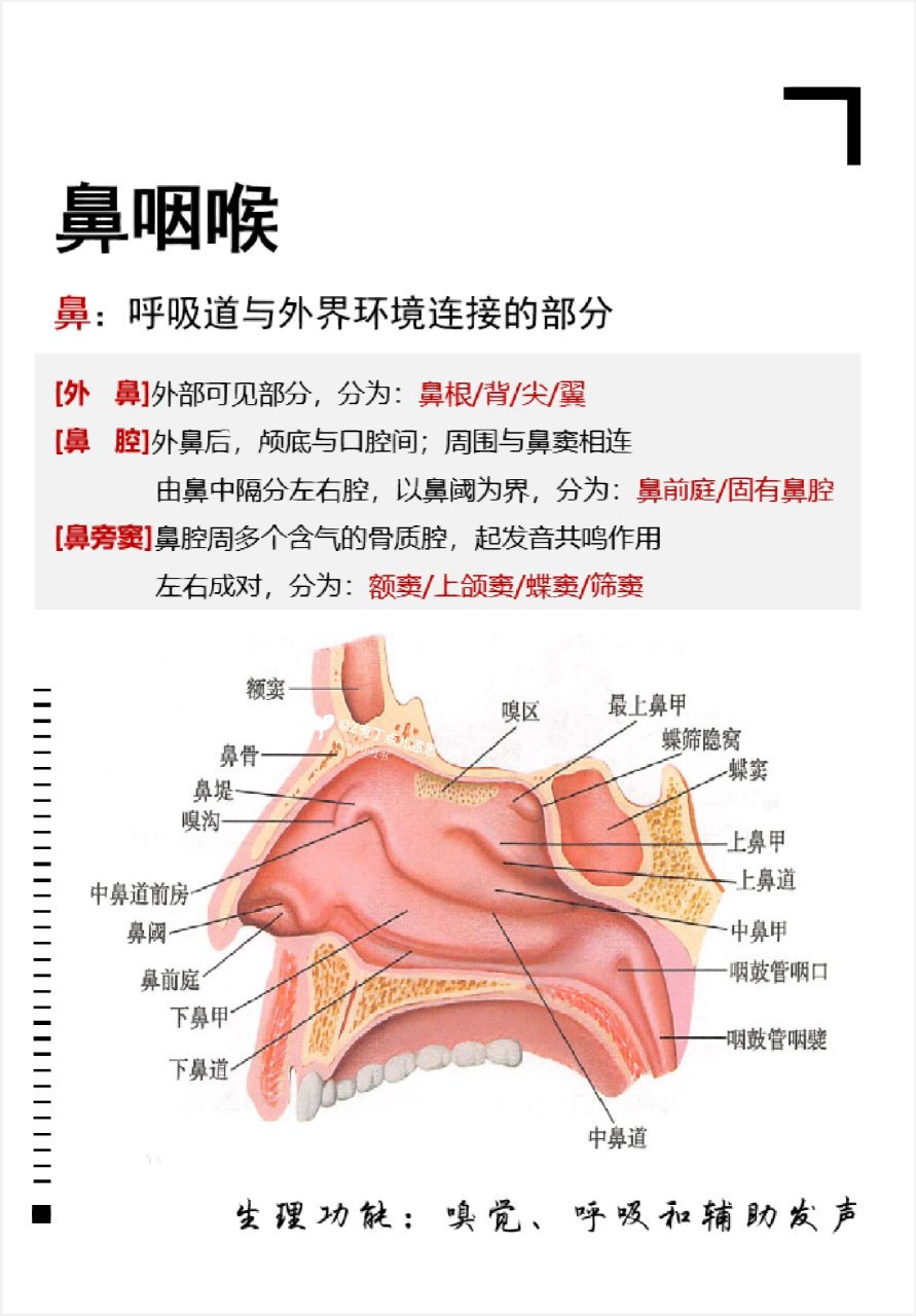 鼻子构造图解 解剖图图片