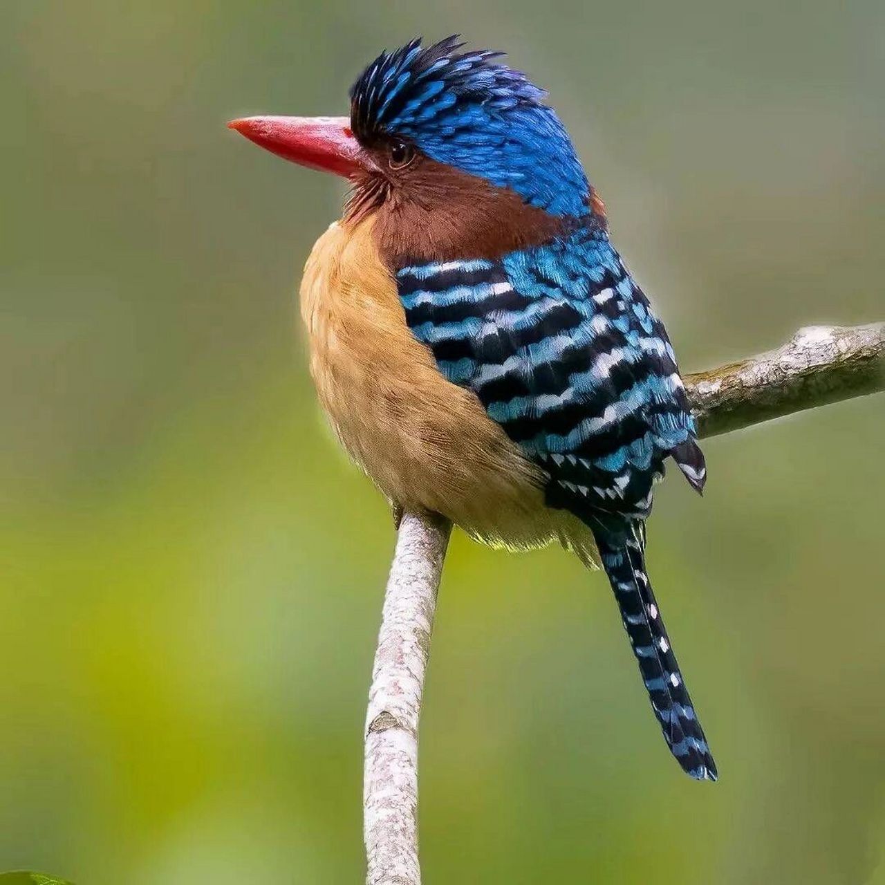 横斑翠鸟 #保护动物# #鸟类# #观鸟# #翠鸟