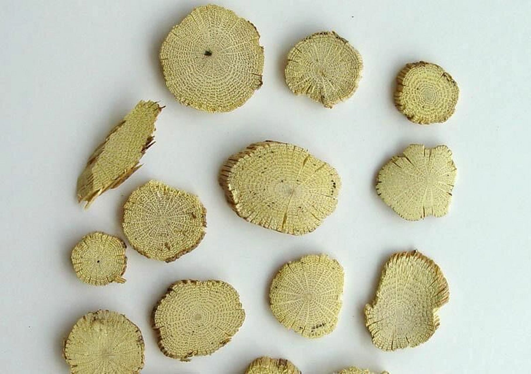 木通,川木通,关木通 木通:木通科植物木通,白木通,三叶木通的干燥藤茎