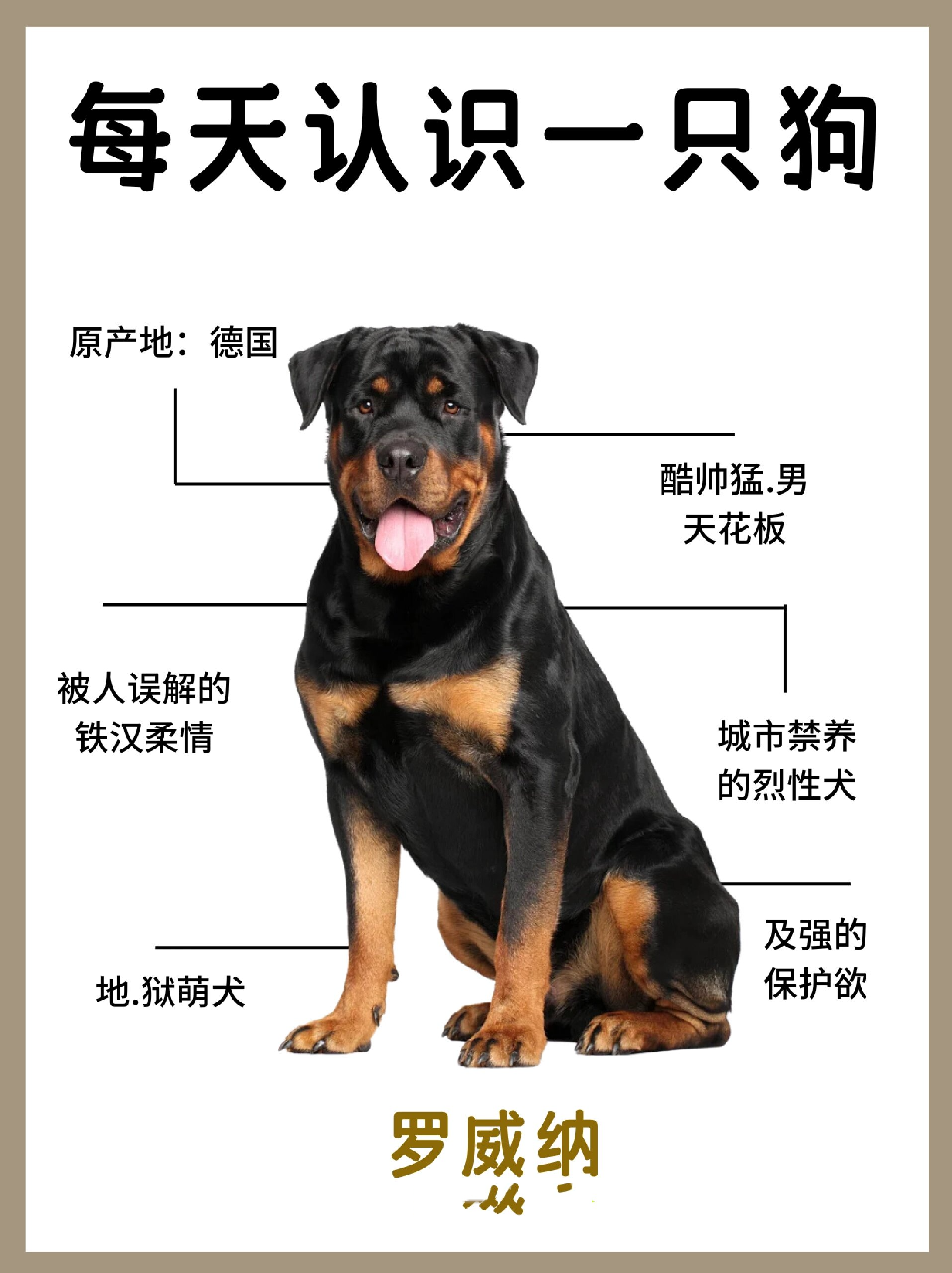 罗威纳标准体型参照表