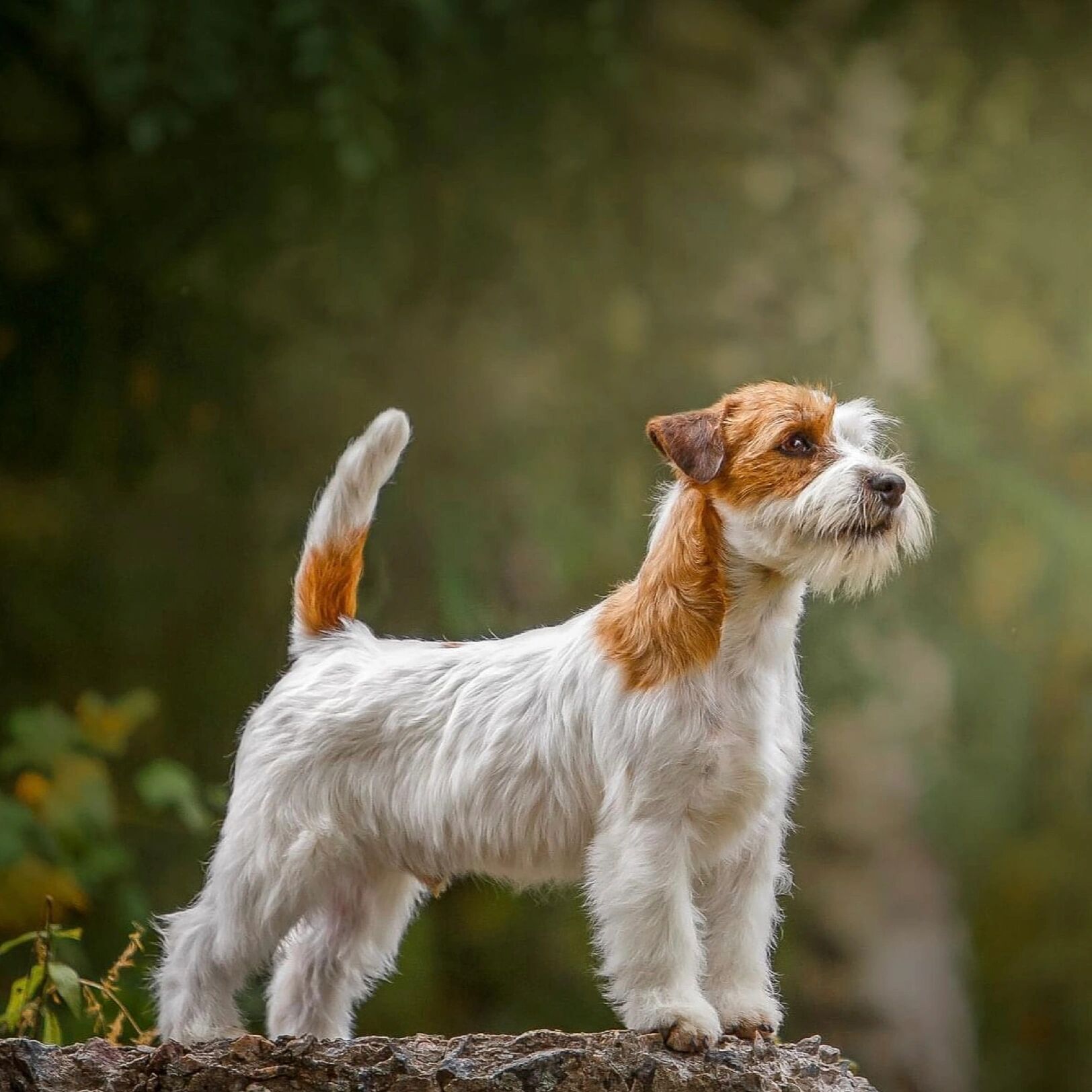 刚毛杰克罗素梗 杰克罗素梗是一种活泼,精力旺盛,爱好群集的工作犬种.