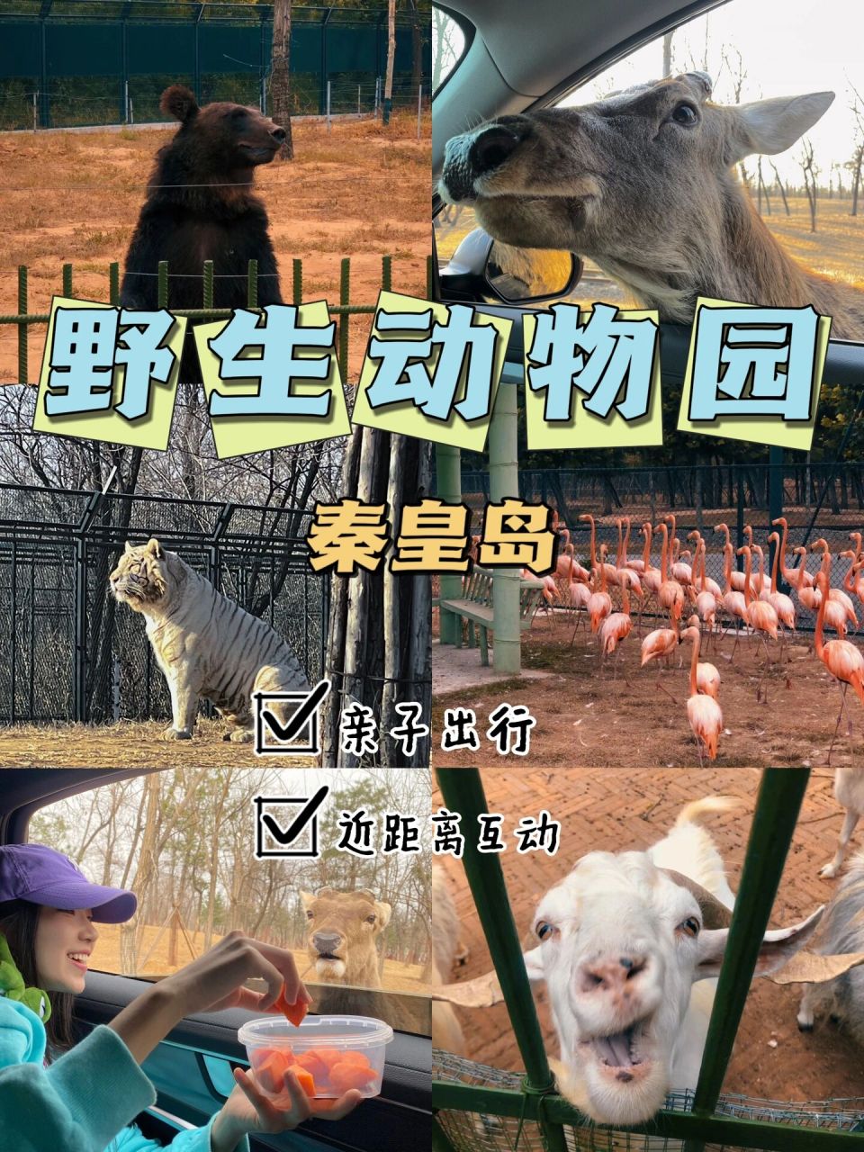 秦皇岛野生动物园攻略6015看这一篇就够啦6015 99门票:可以