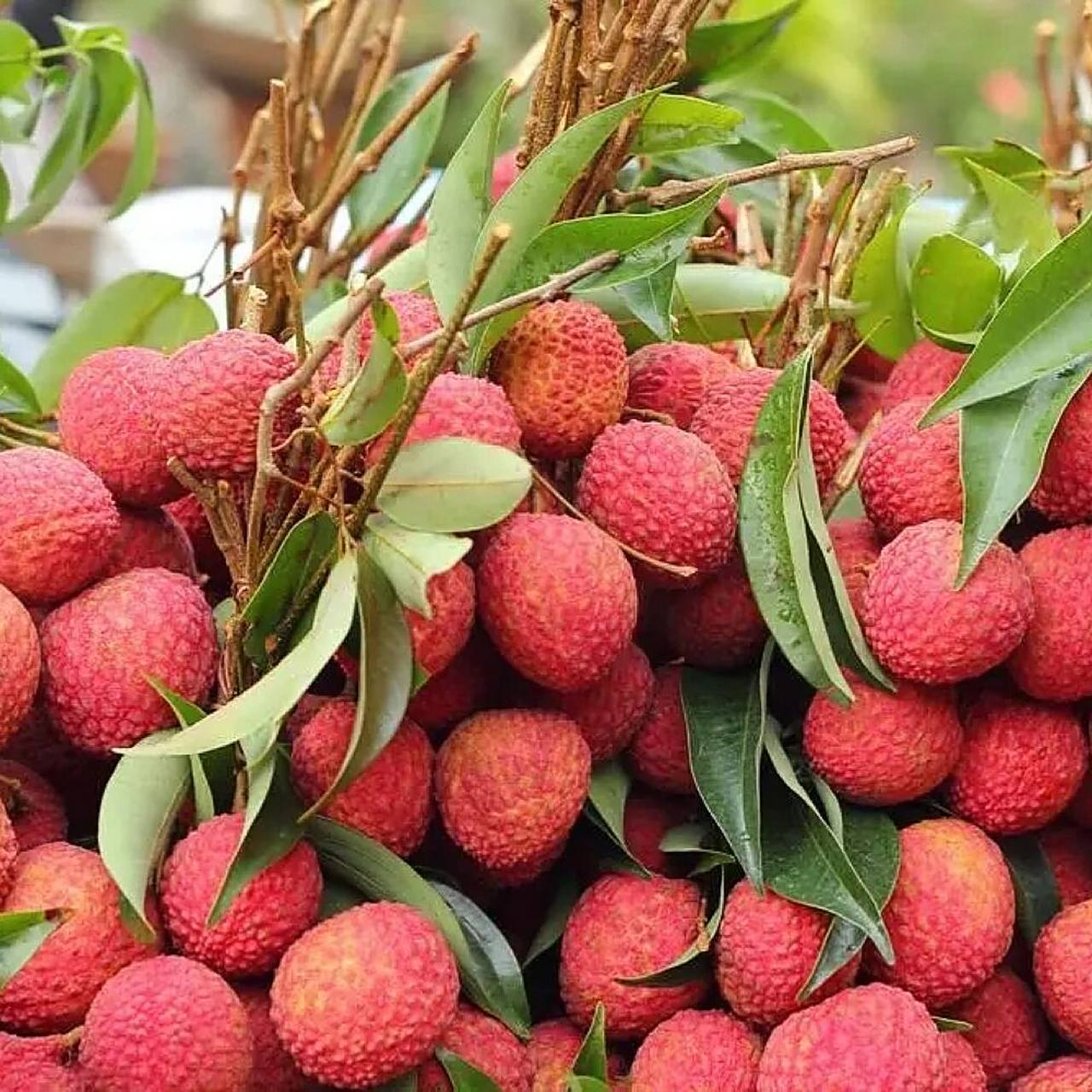 荔枝保存 1,常温保鲜 荔枝是一种比较容易变质的水果,想要正确的保存