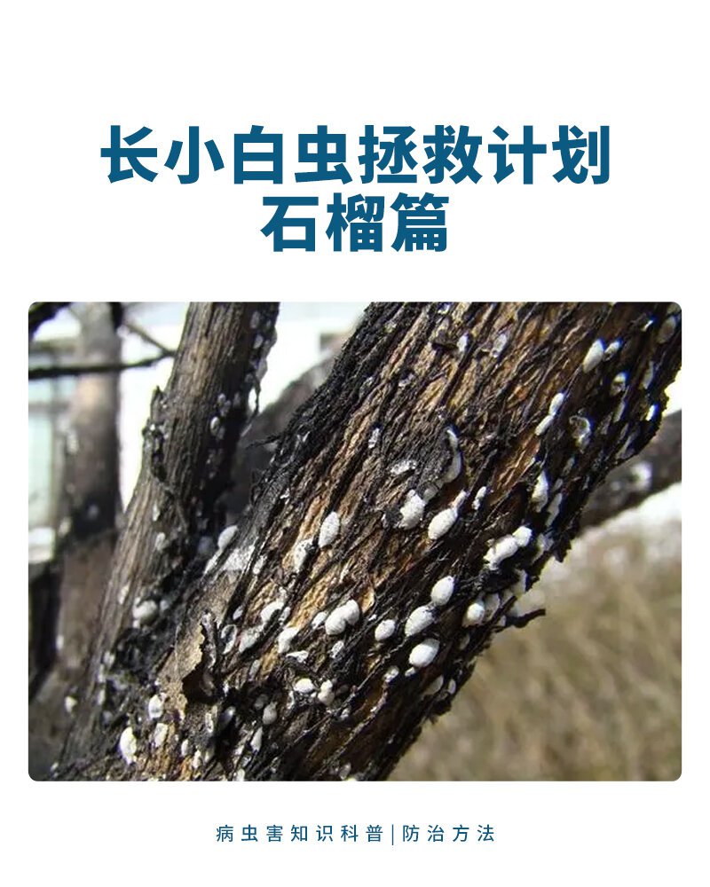 石榴树的树干上长了好多小白虫,好像蚧壳虫 石榴树上莫名其妙就冒出来