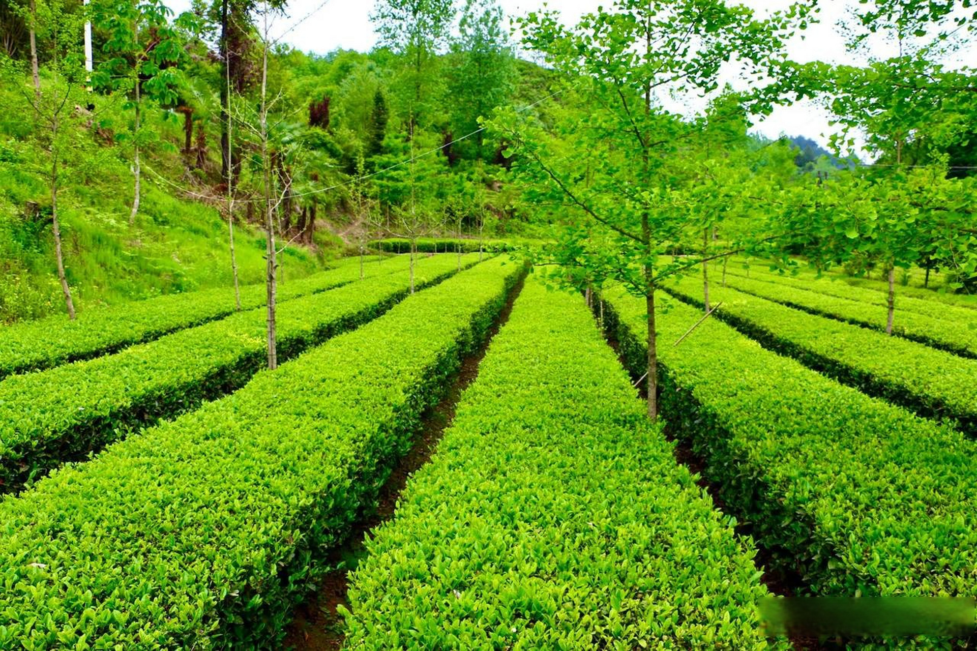 汉中头条 5月的西乡,连绵起伏的茶园云雾缭绕,空气里散发着清香.