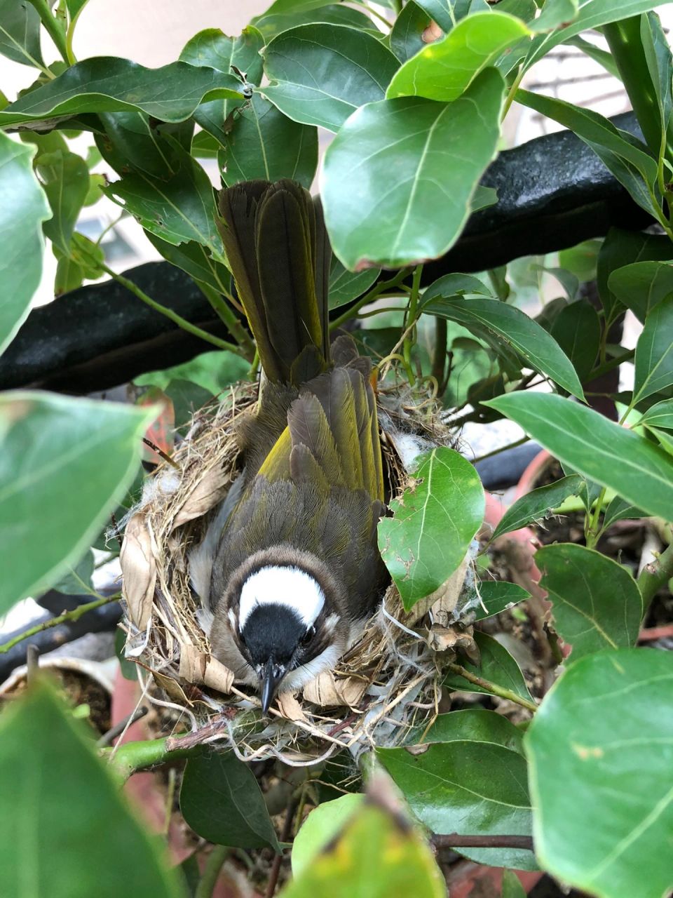 白头翁的蛋 白头翁在阳台筑巢了,趁着鸟妈妈鸟爸爸不在偷拍一张,把