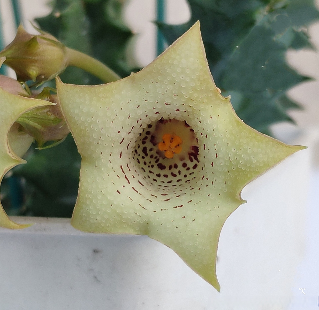 喜欢上萝藦,原来萝藦也有这么多形状奇异而又不失美丽的94