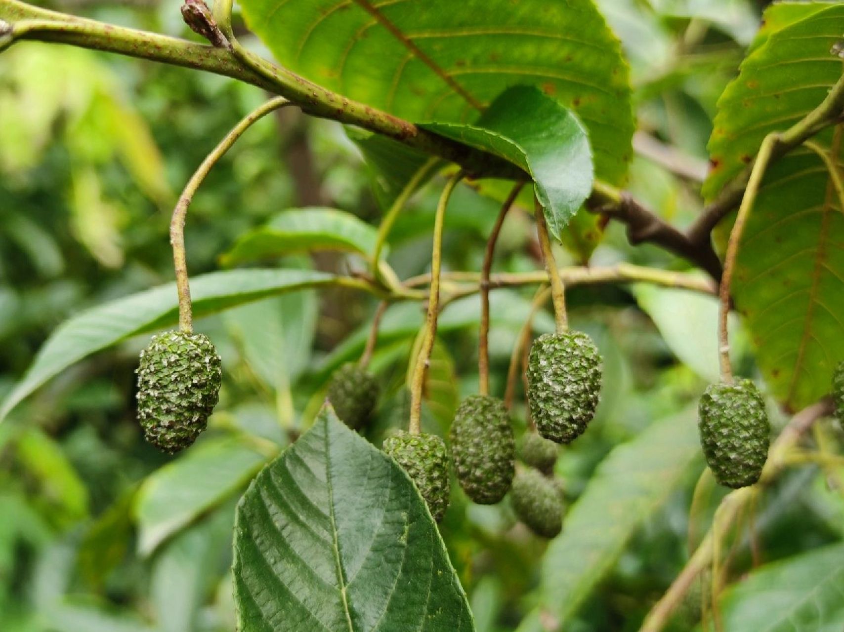 花与万物71|桤木 中文名: 桤木 科属: 桦木科,桤木属 拉丁学名: alnus