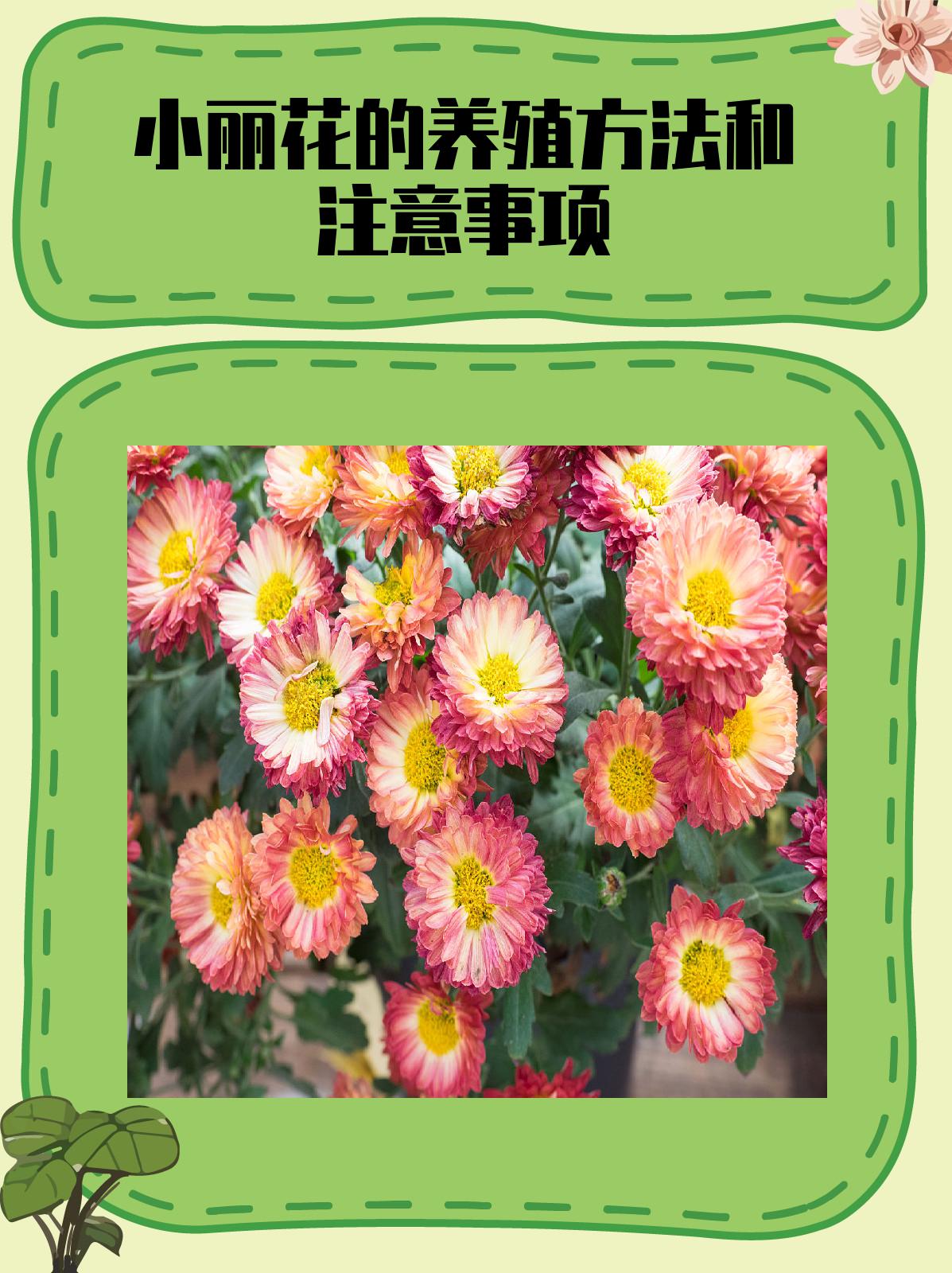 小丽花的养殖方法和注意事项 小丽花的养殖方法和注意事项相对简单