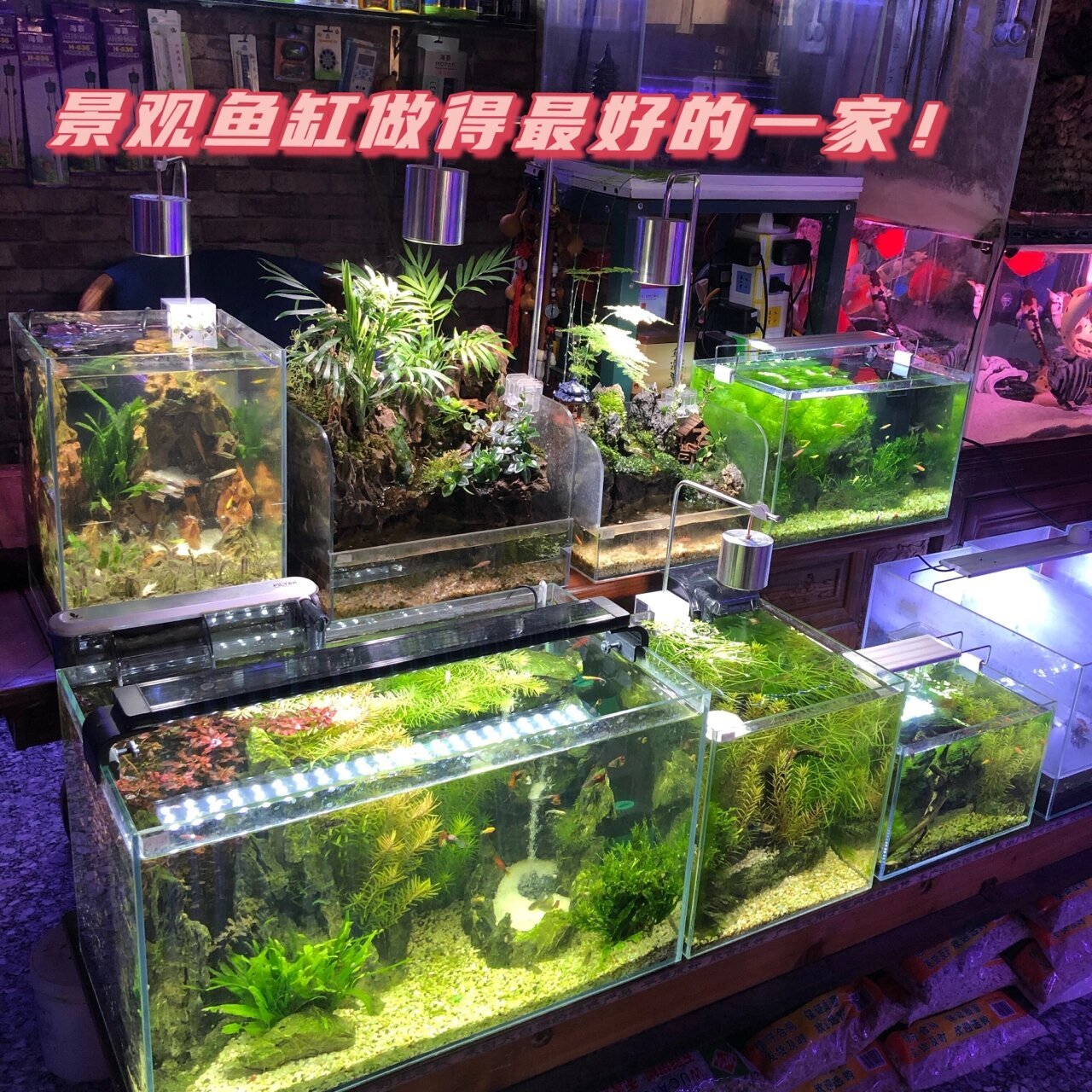 太原超好逛的鱼店,景观鱼缸绝绝子!