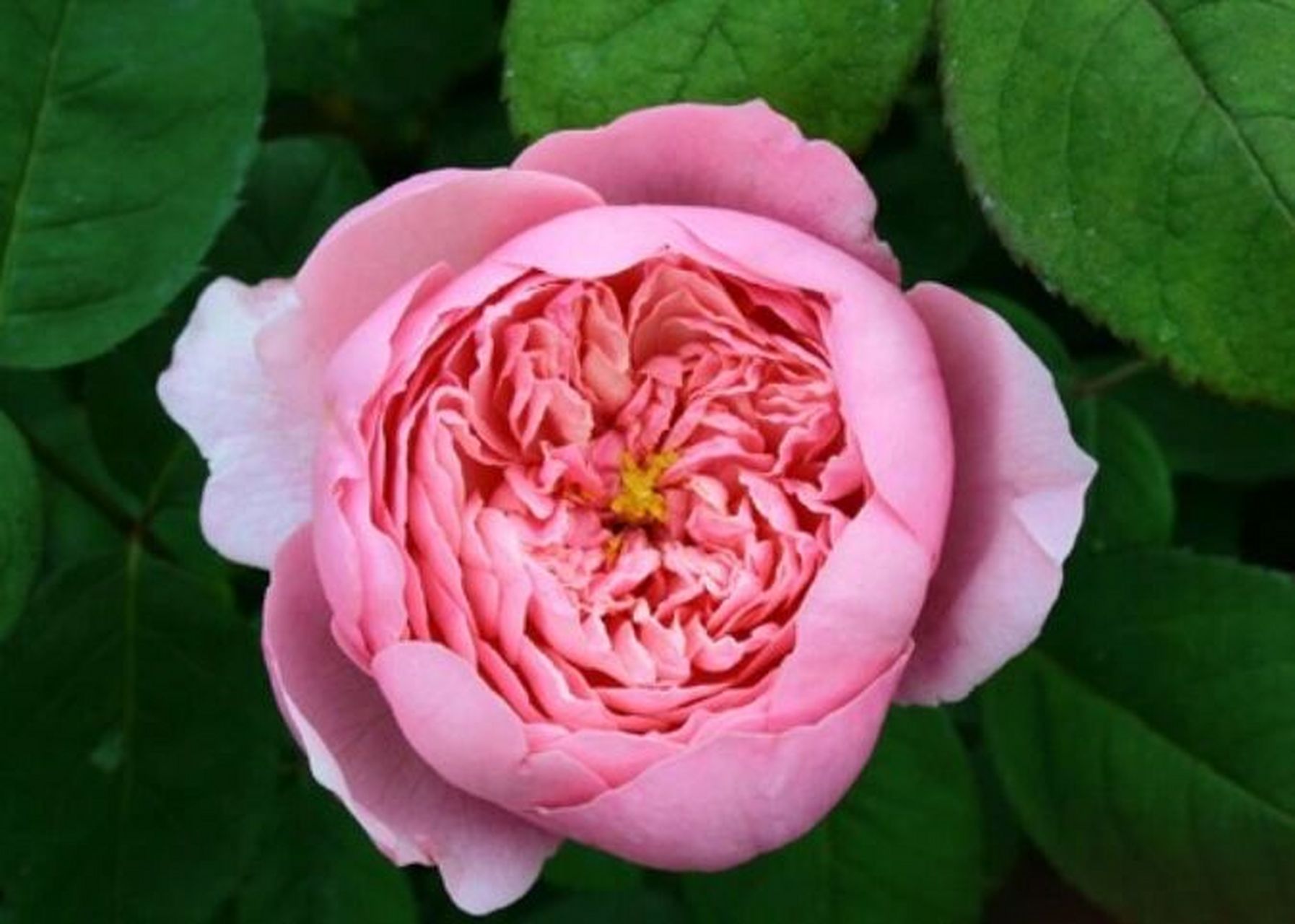 古典欧月"维多利亚拉赖因" 培育信息: 1872年,法国波旁月季.