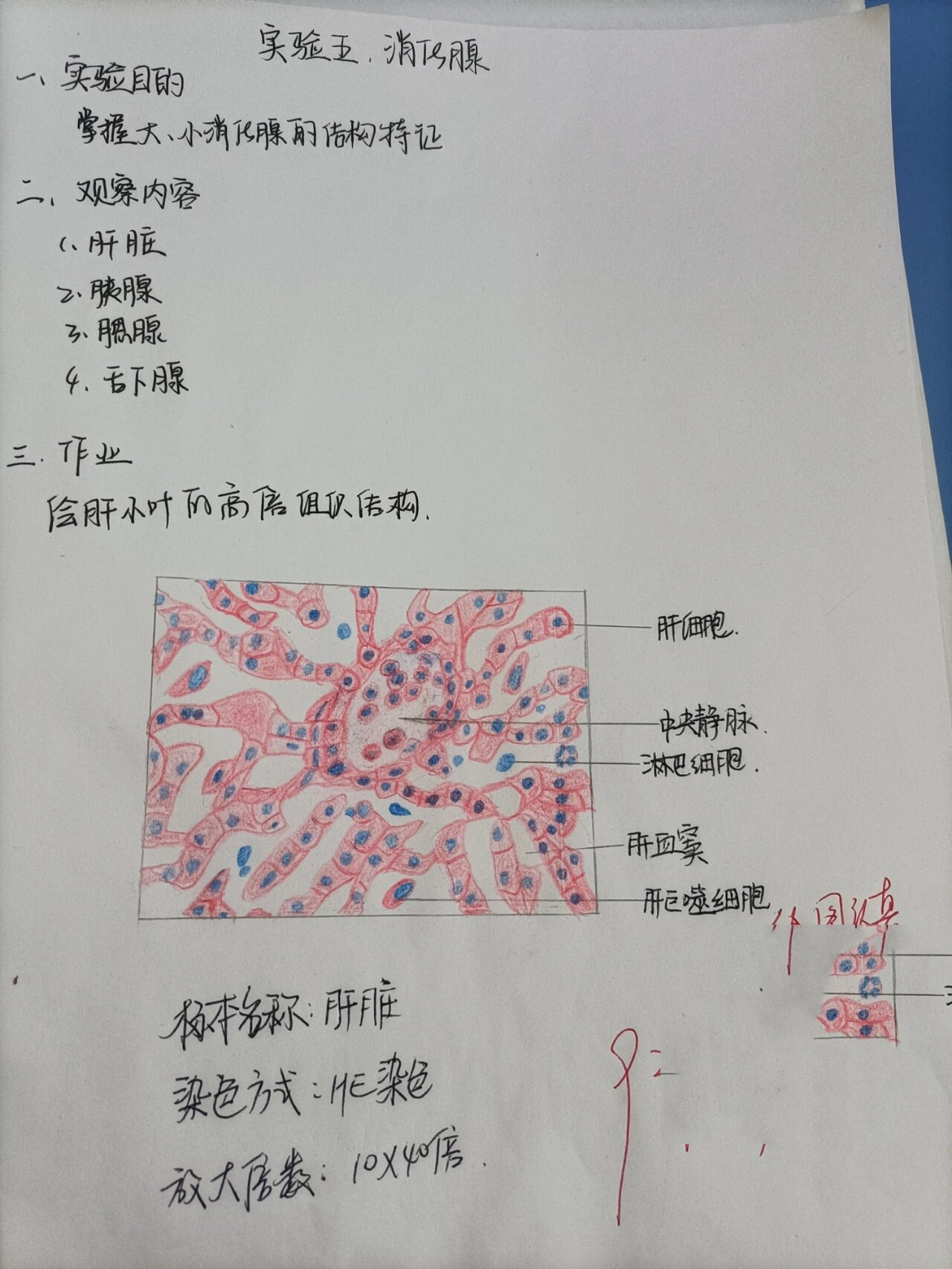 肝小叶结构图红蓝笔图片