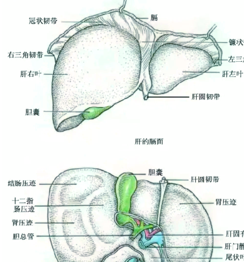 肝囊肿可以长在肝左叶,也可能出现在肝右叶,没有固定位置