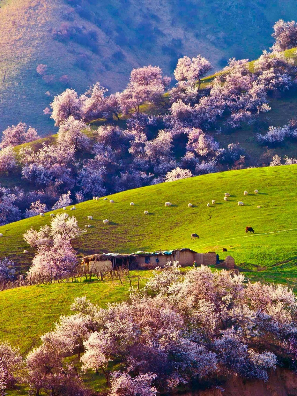 伊犁杏花|土尔根杏花|新疆杏树林赏花摄影 伊犁地区的杏花主要集以