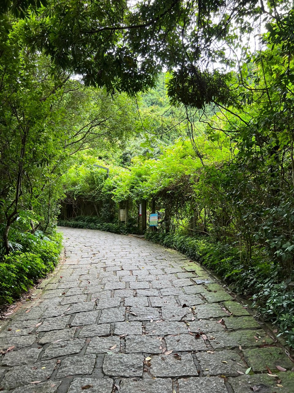 深圳梅林绿道徒步,绿色山野,炎热自在 梅林绿道每年至少会徒步两遍 一