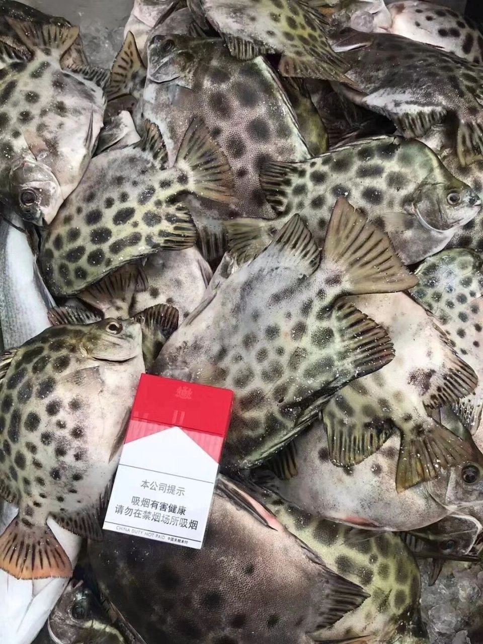 金鼓鱼又叫金钱鱼95清蒸鱼—鲜鱼汤96 金鼓鱼又叫金钱鱼95富含