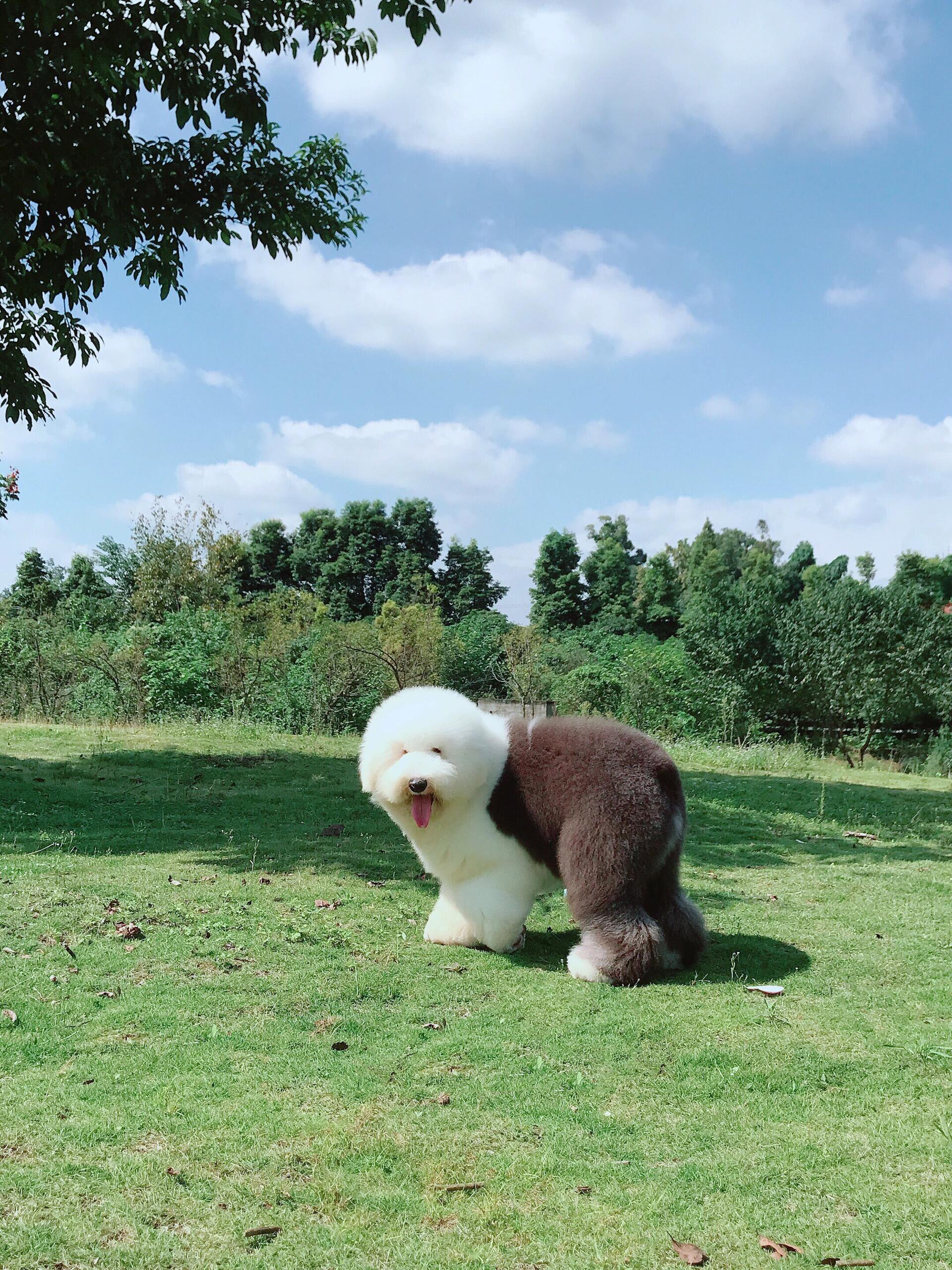 古牧犬图片造型图片