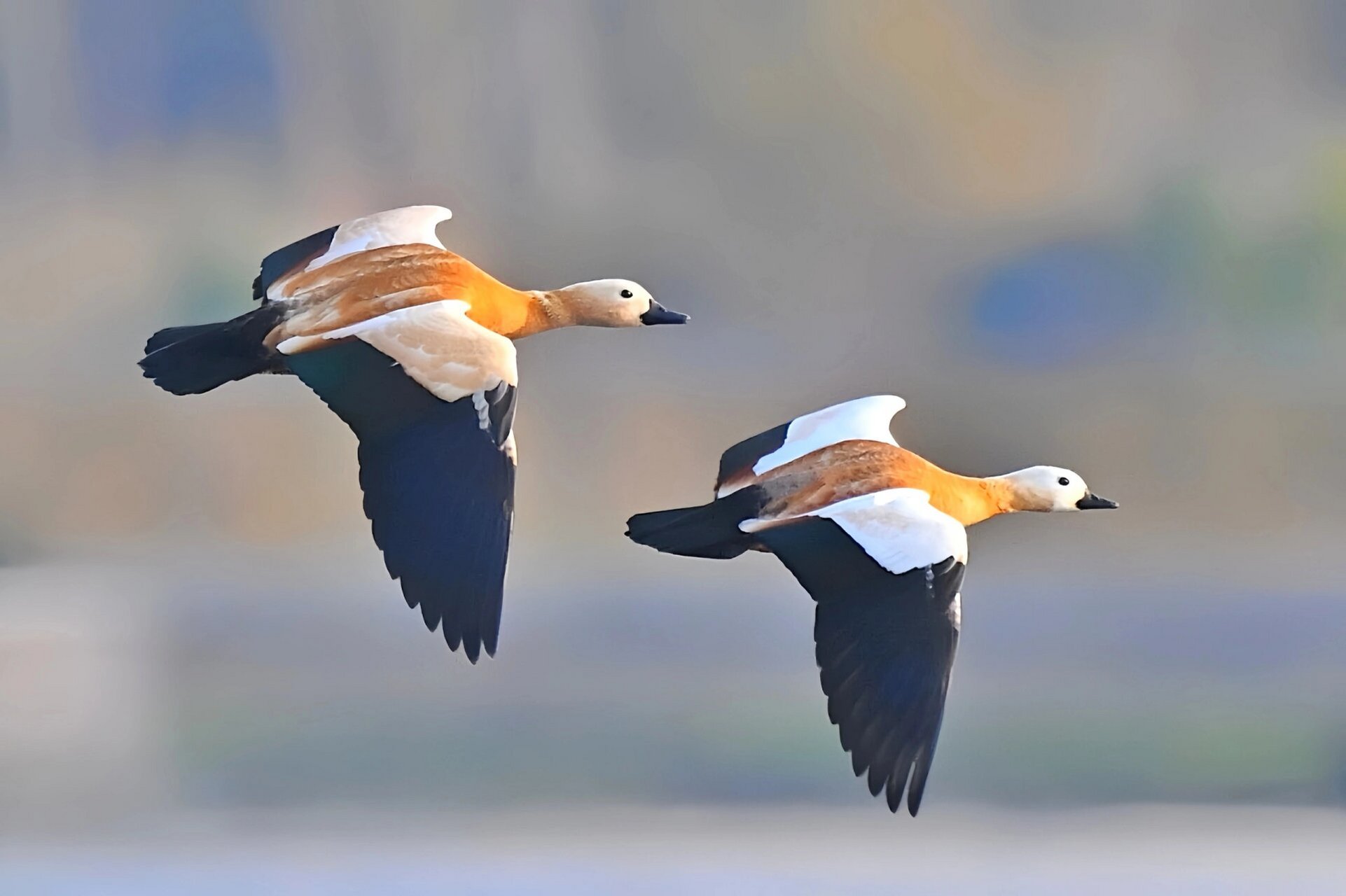 赤麻鸭,也称"红雁". 匹鸟鸳鸯古, 并游臾不离.