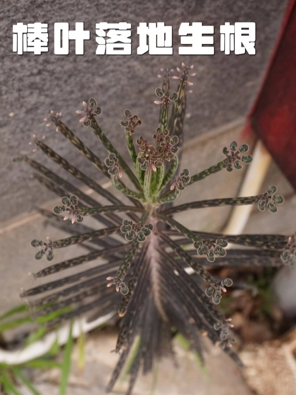 棒叶落地生根|植物界的"不死鳥"92 导游阿士的观察笔记98: 60
