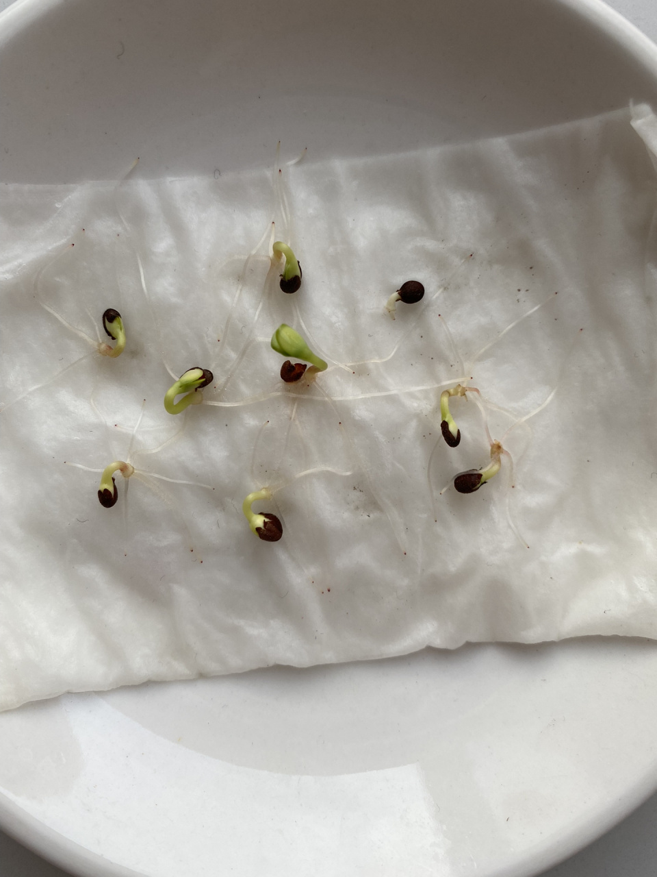 我的凤仙花种植日记(纸巾催芽)day 7 小芽长势喜人,当时总共是10粒