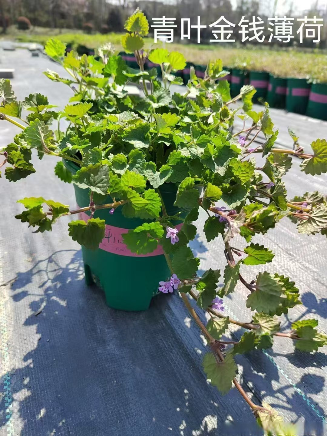 青叶金钱薄荷观赏吊兰品种,叶片像个小扇子,枝条可以爬藤或者垂吊