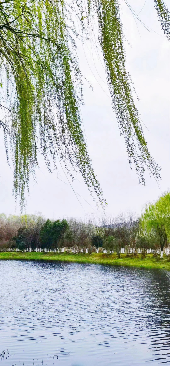 春天里的中国生机盎然#阳春三月,草长莺飞,又是一年新生的伊始,温和