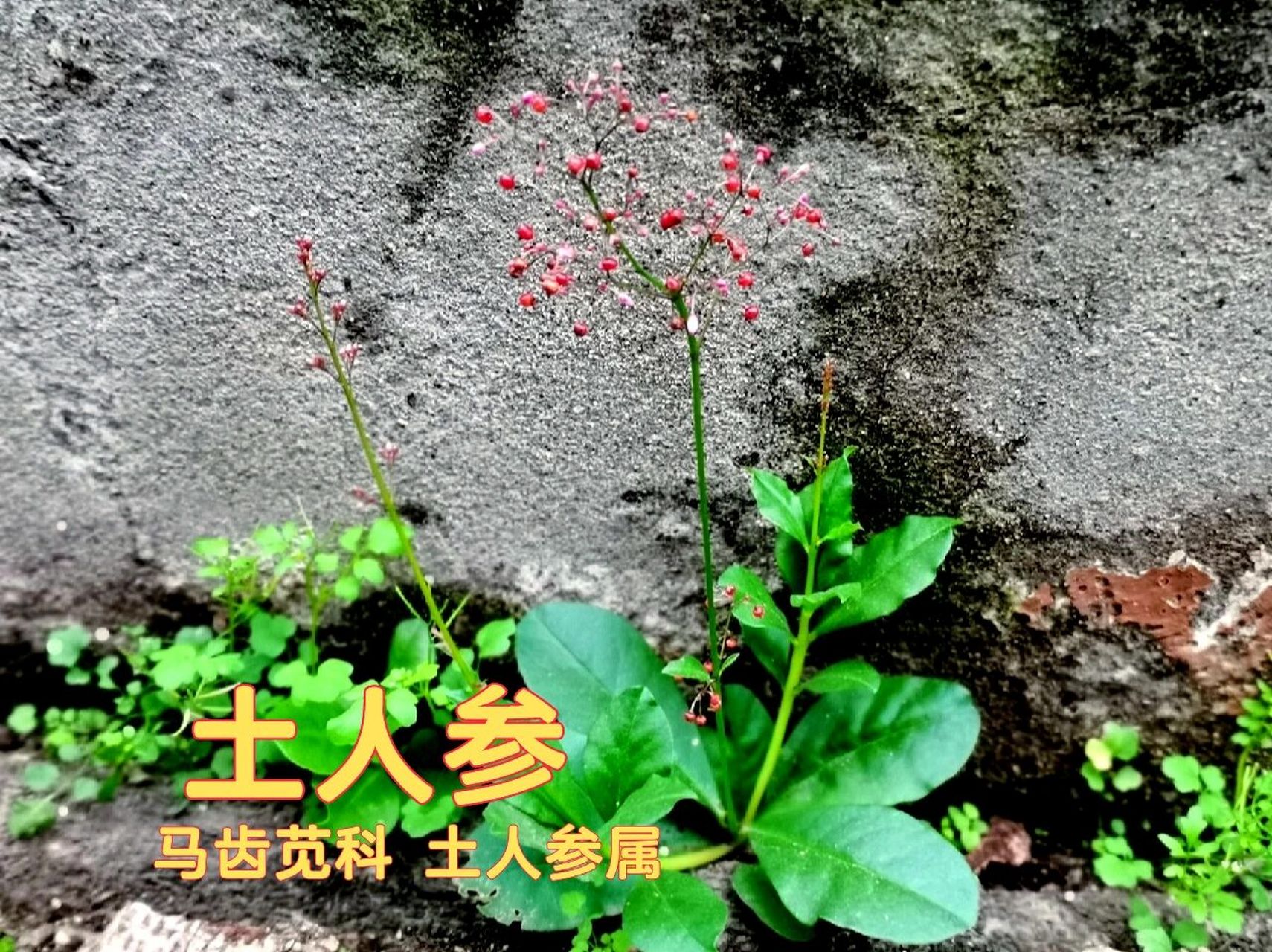 【认识100种路边的野花野草】【15】 91【土人参】91 (因其根外形