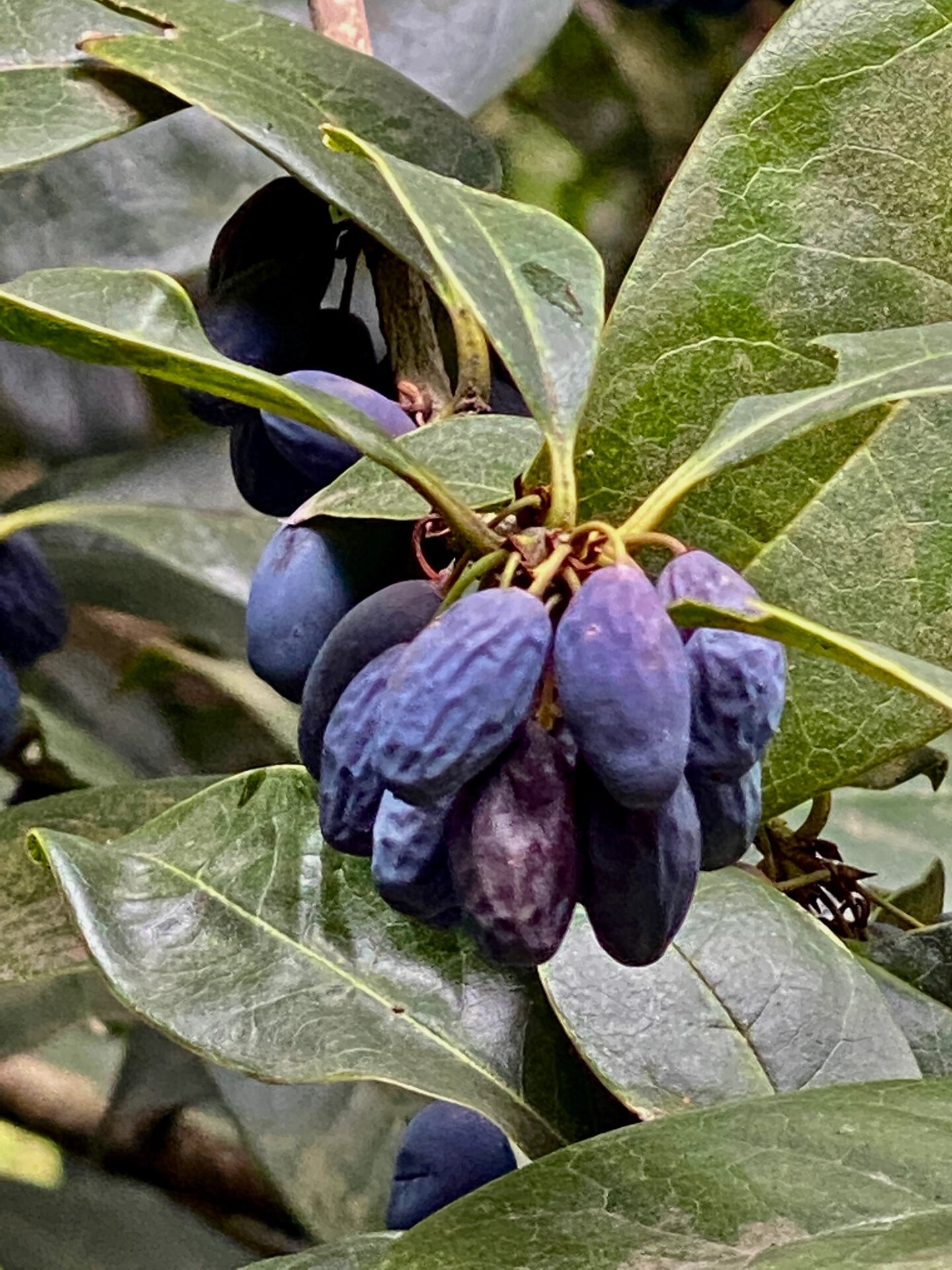 木犀又名桂花果,不能食用