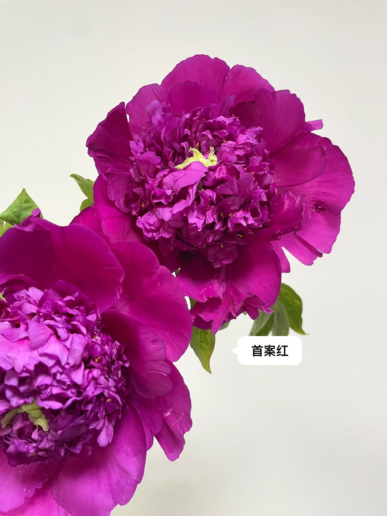 国产牡丹首案红,珊瑚台 两款明显的台阁型牡丹.