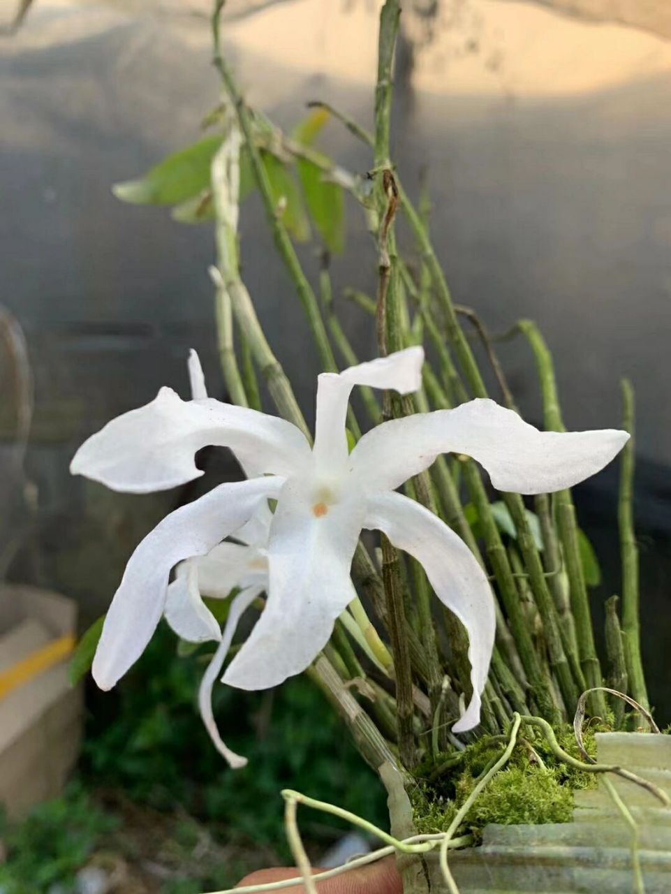 真漂亮,洁白的大花石斛花 #花卉绿植# #花卉绿植# #石斛