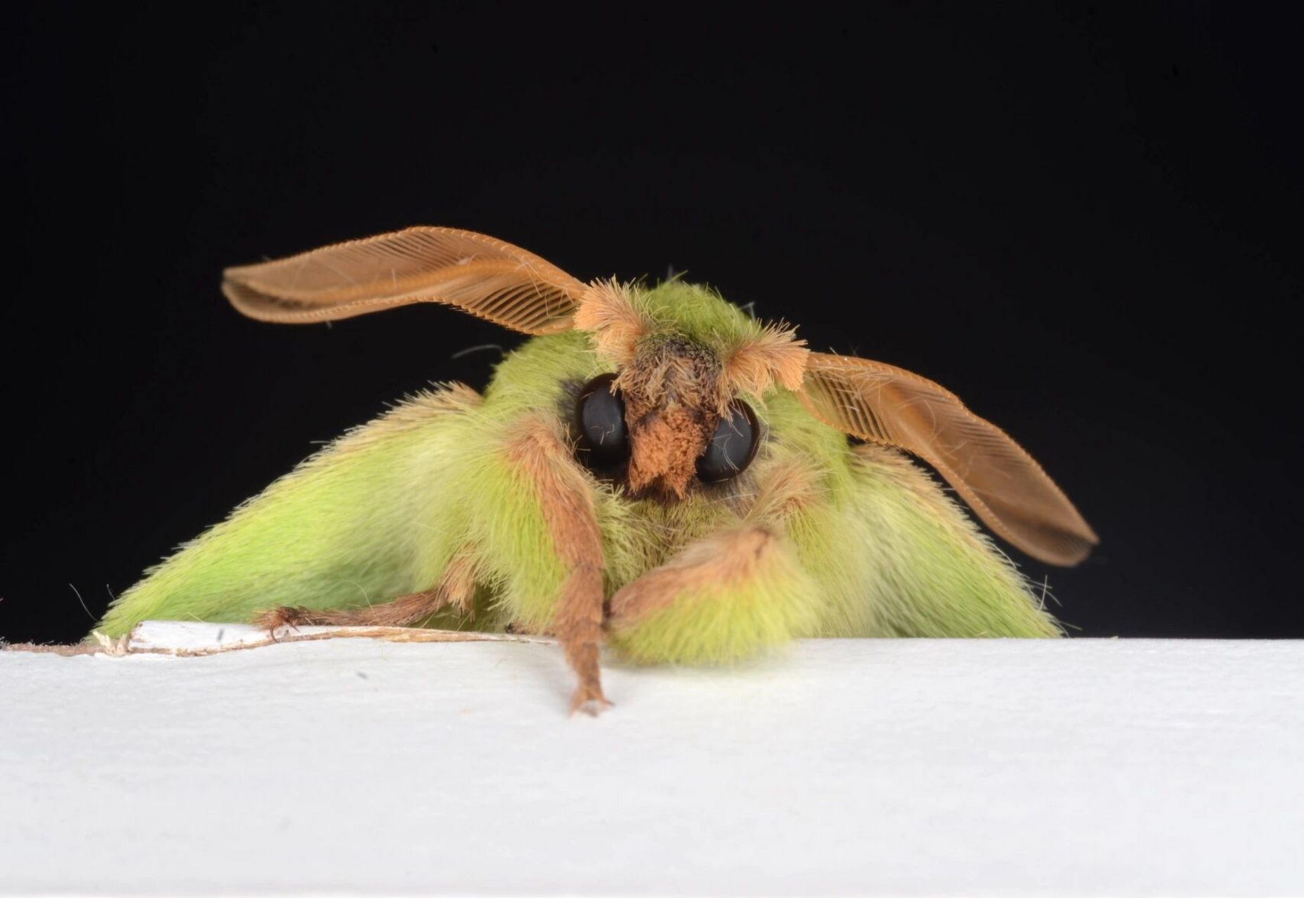 科普|美丽的黄枯叶蛾属昆虫之  栗黄枯叶蛾 与大多数枯叶蛾丑陋的保护