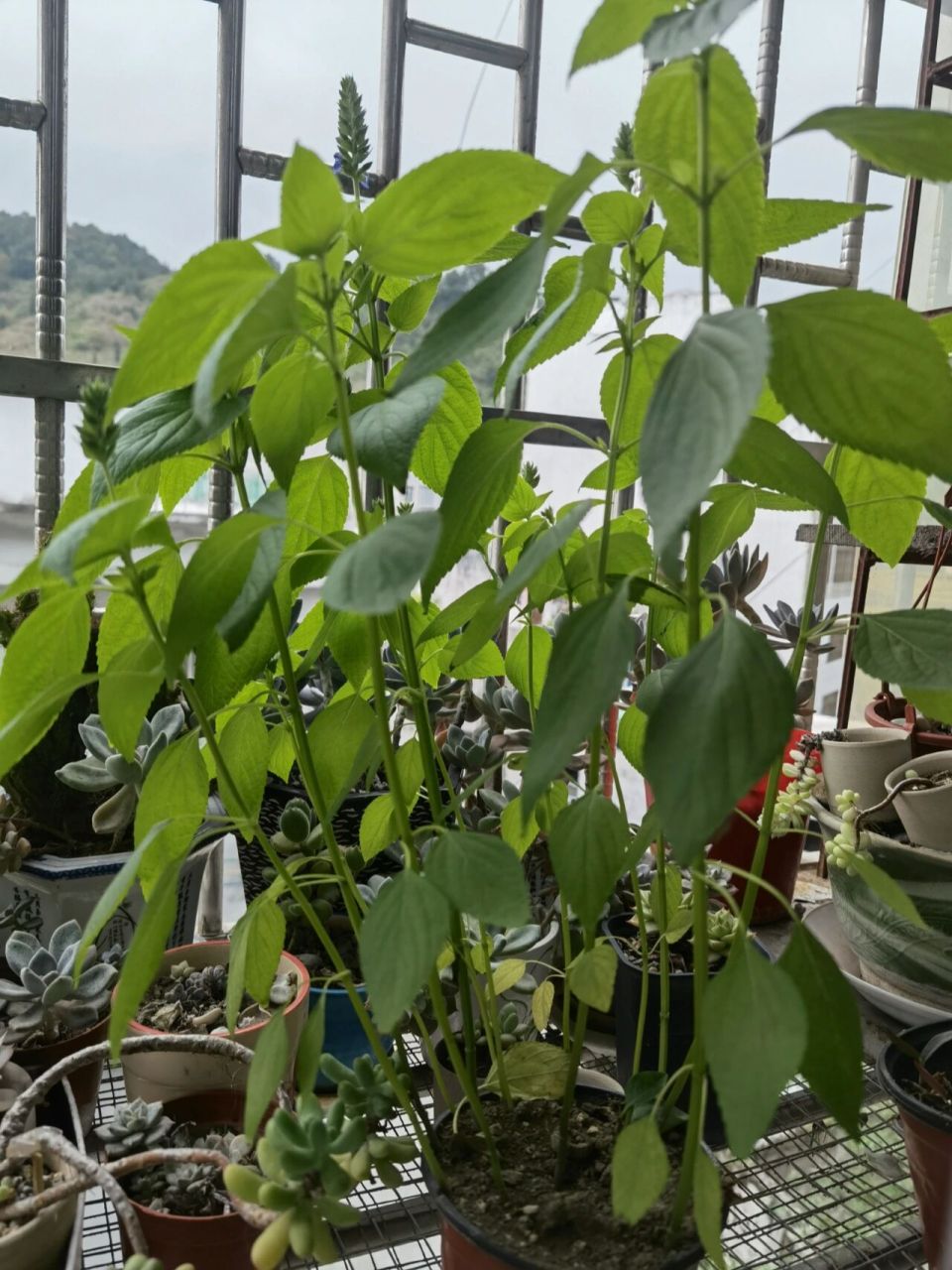 奇亚籽长出来居然是这样的 之前不是有人泡奇亚籽忘了然后发芽了吗,我