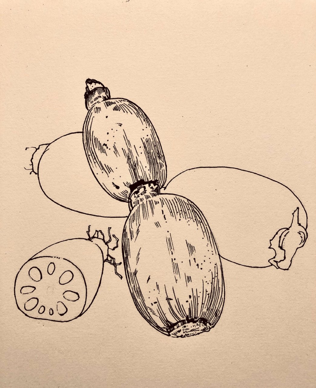 静物写生|蔬菜系列|线描莲藕(后附过程)