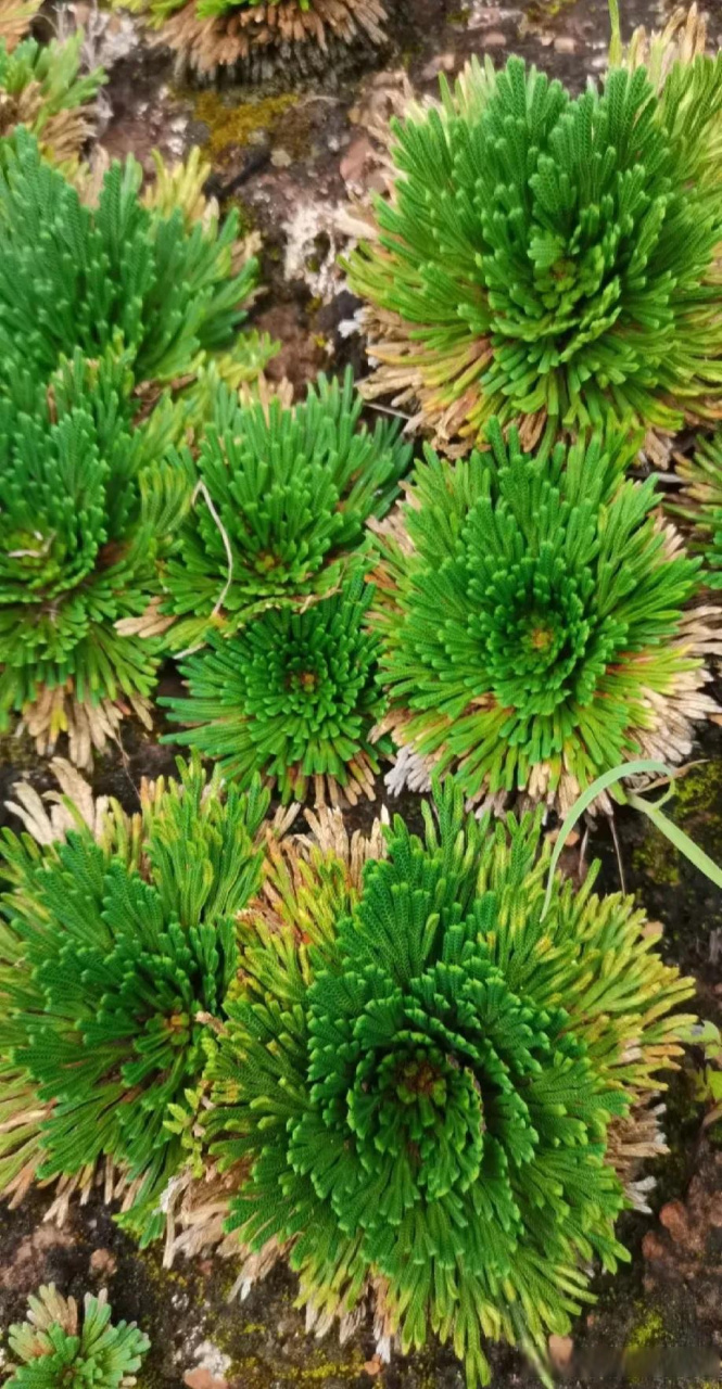 秋天的第一张照片 这种草还记得吧?