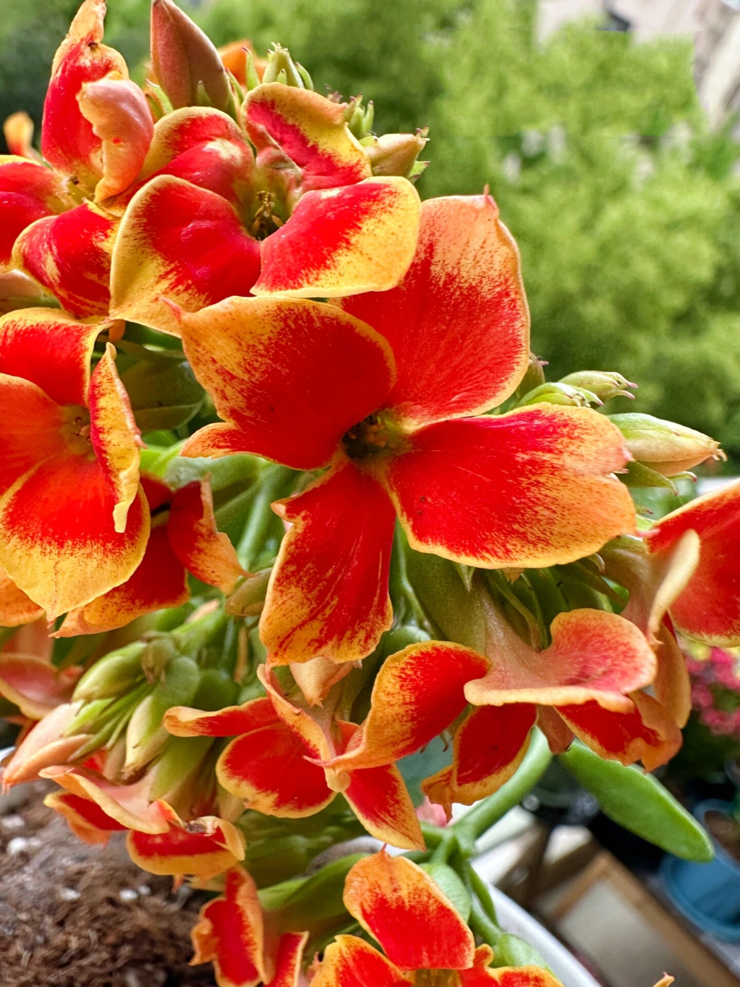 长寿花 单瓣 罗比橙& 重瓣 暖橙