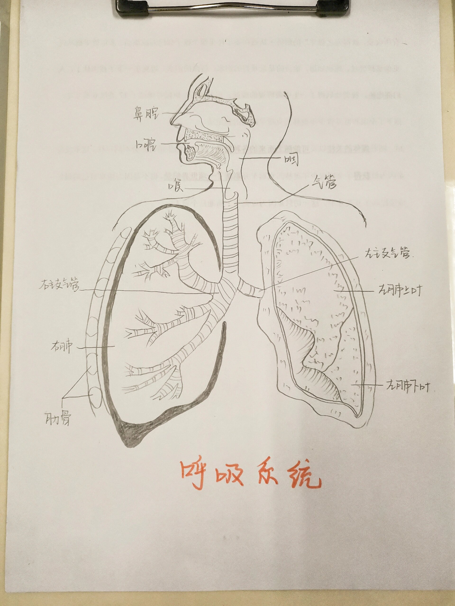 手绘版本的呼吸系统简图来临
