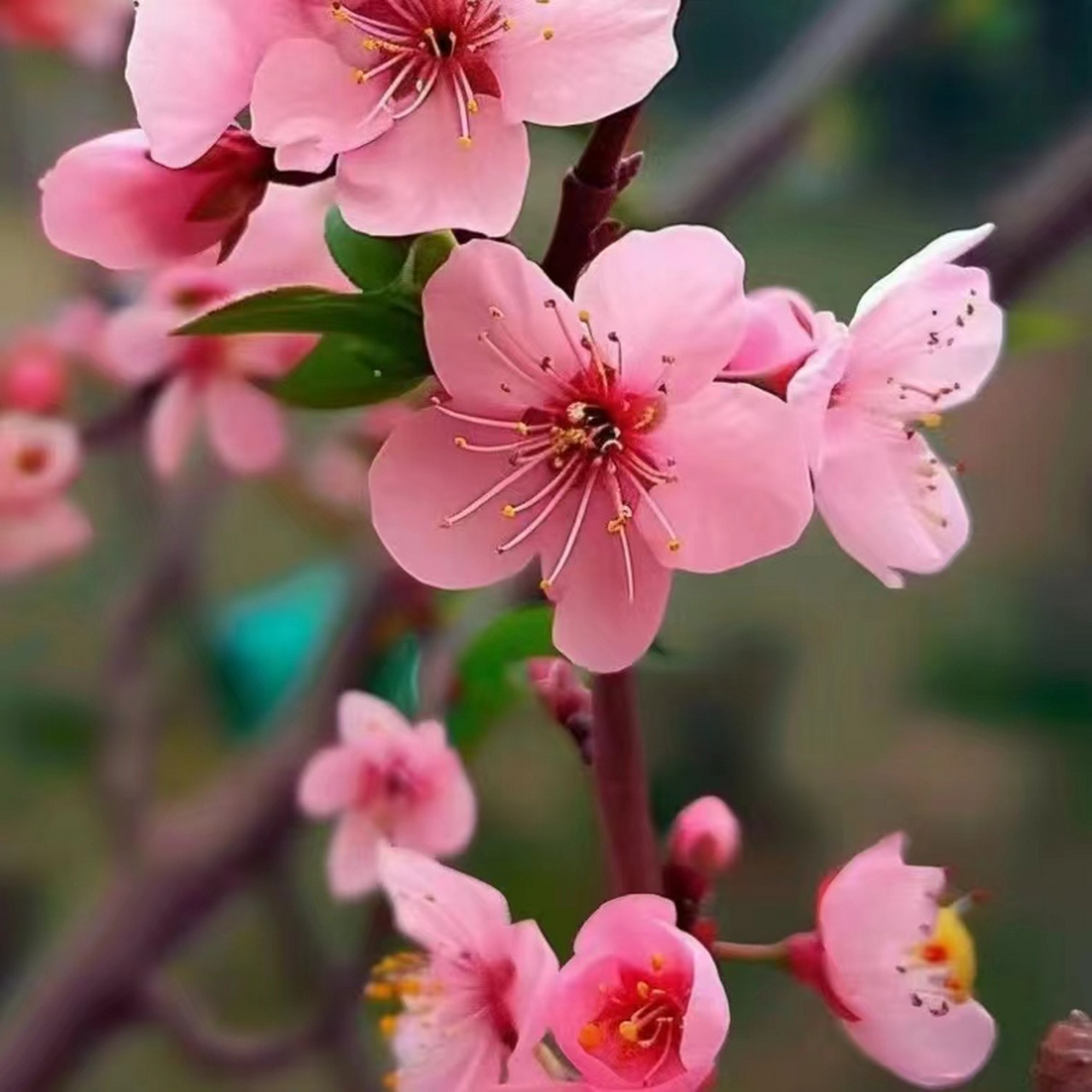 盛开的桃花真实图片