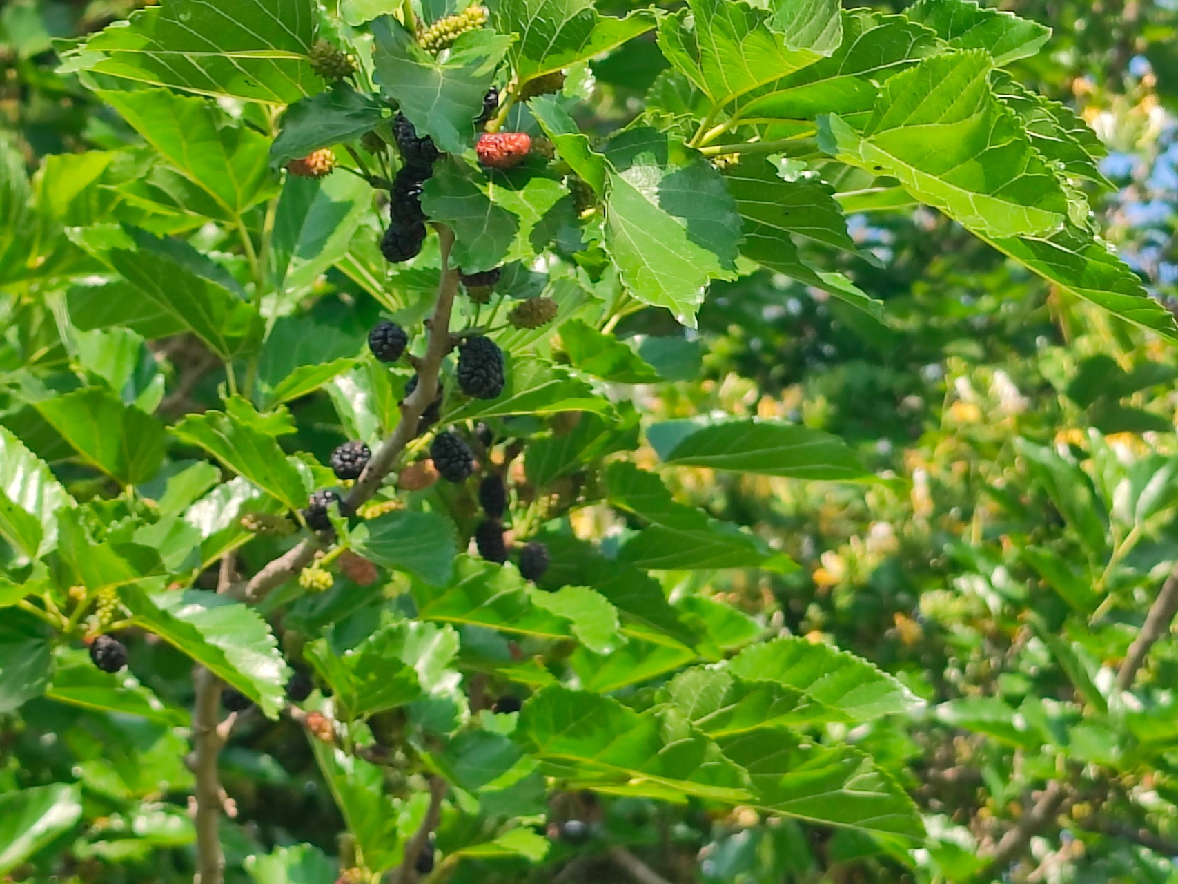 苏大美# 好大一棵野桑树#随手拍夏天##手机摄影