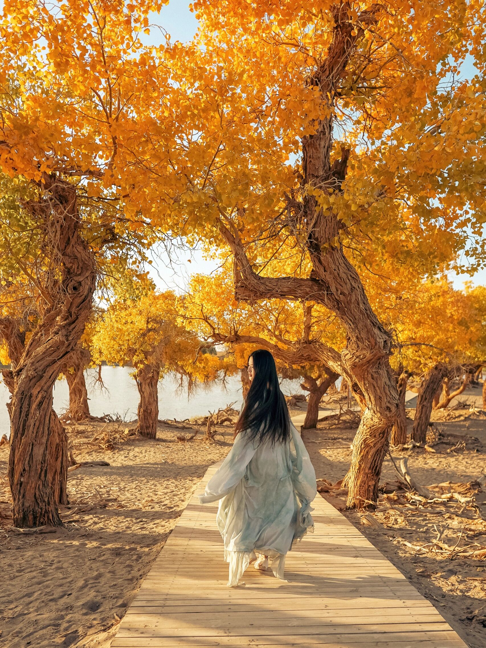 为秋天而生的胡杨,一千年随心所欲的生,一千年坚毅倔强的长,一千年