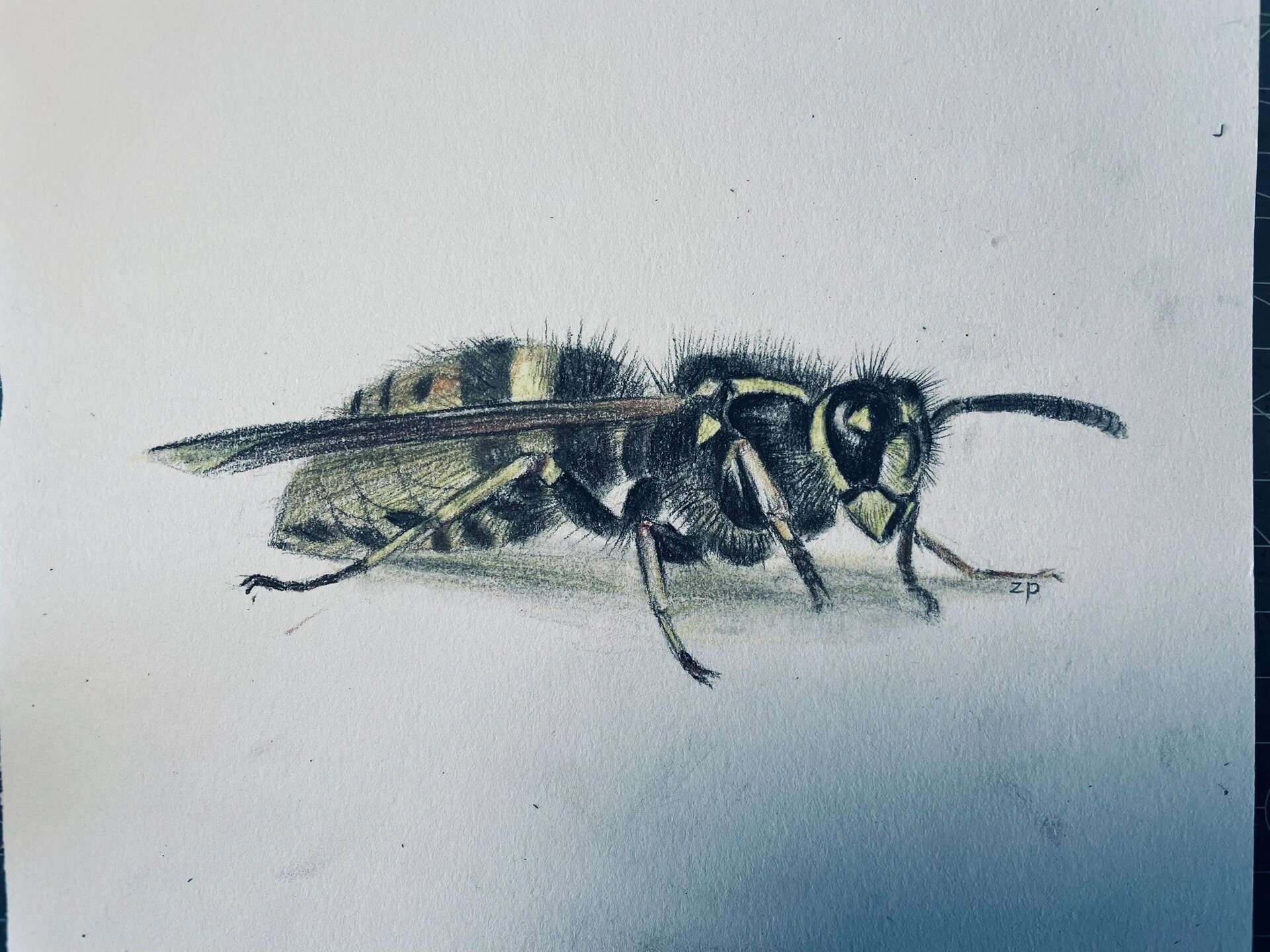 素描蜜蜂