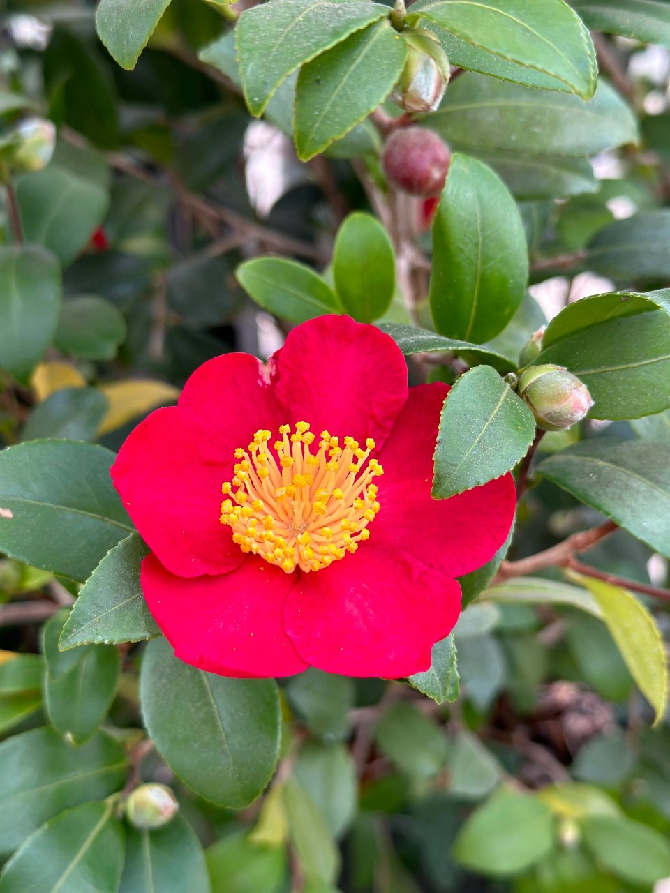 yuletide圣诞节日/圣诞红 {茶花} 逛苗圃发现系列 感觉天气一冷,这种