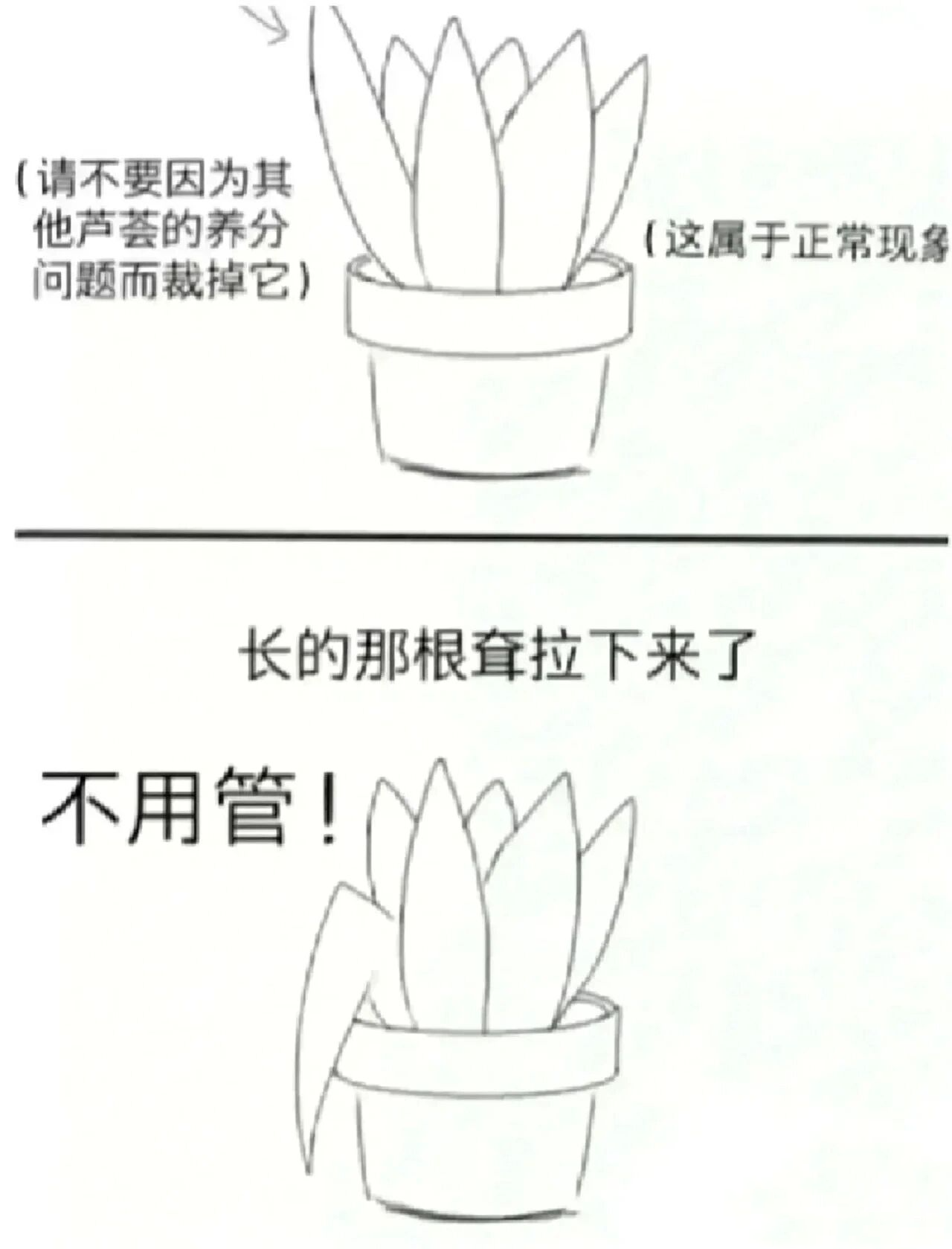 芦荟的生长过程图片