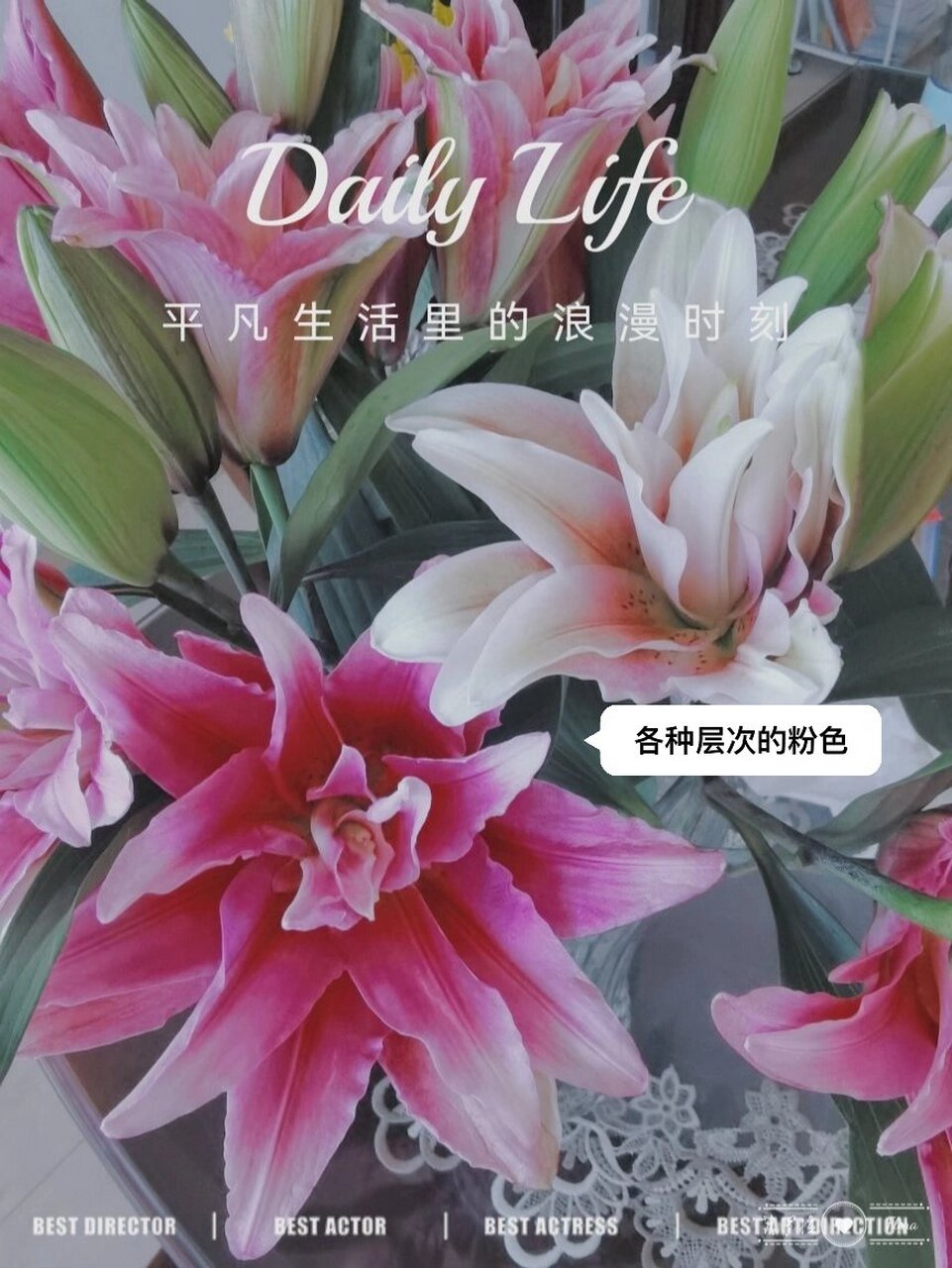 华丽仙气的人间富贵花| 太平盛世 重瓣百合 图片都是第一天醒花后拍得