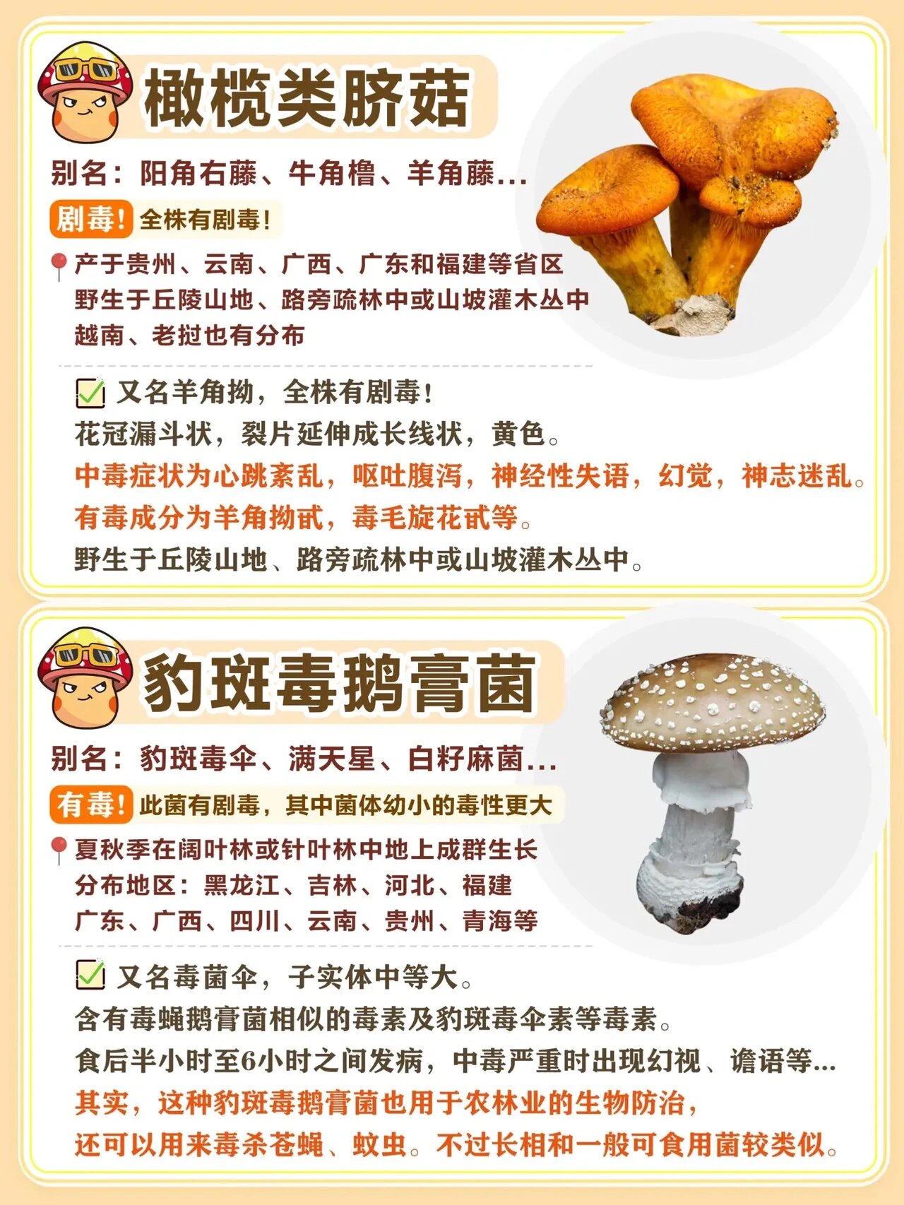 云南毒蘑菇 致幻图片