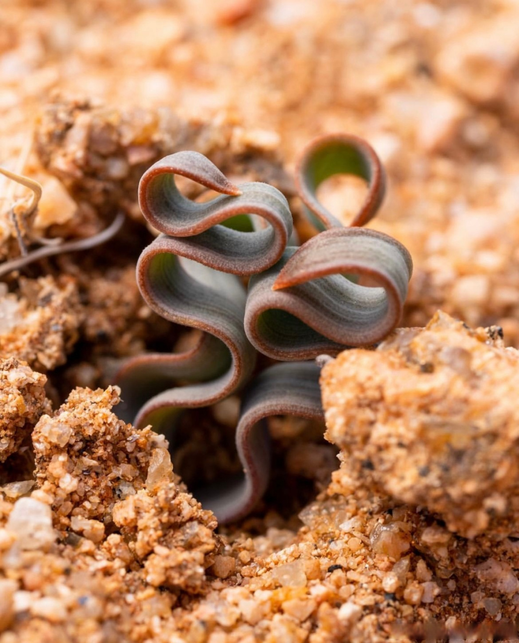 这个像弹簧一样的植物叫做海带弹簧草(trachyandra tortilis)原产于